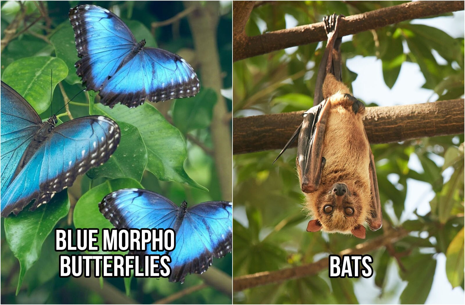 Ilustracja składa się w z dwóch zdjęć. Na zdjęciu po lewej stronie widoczne są trzy duże motyle siedzące na zielonych liściach. Motyle mają skrzydła w kolorze intensywnie niebieskim z czarnymi obwódkami na krawędziach skrzydeł, które nakrapiane są białymi punkcikami. Na zdjęciu widoczny jest napis w języku angielskim: BLUE MORPHO BUTTERFLIES. Na zdjęciu po prawej stronie widoczny jest nietoperz zwisający z gałęzi głową w dół. Sierść nietoperza jest rudo-brązowa. Jego skrzydła są złożone, a kończyny tylne zaplecione wokół gałęzi. Na zdjęciu widoczny jest napis w języku angielskim: BATS.