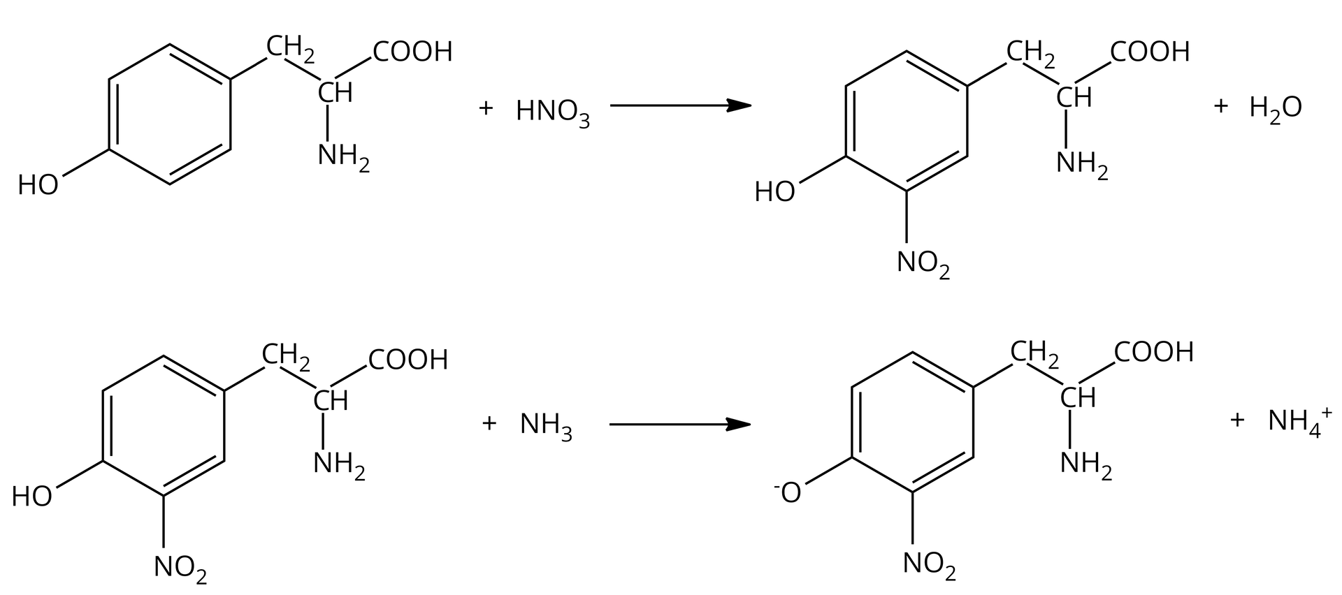 Ilustracja przedstawia dwa schematy reakcji. Reakcja 1: cząsteczka tyrozyny dodać kwas azotowy(V), strzałka w prawo, powstaje nitropochodna tyrozyny, w której w pierścieniu znajduje się przyłączona grupa nitrowa w pozycji orto względem grupy hydroksylowej. Drugim produktem jest woda. Reakcja 2: tyrozyna dodać amoniak, powstaje kation amonowy                N       H                 4                            +          dodać anion tyrozyny w której występuje deprotonowana grupa hydroksylowa.