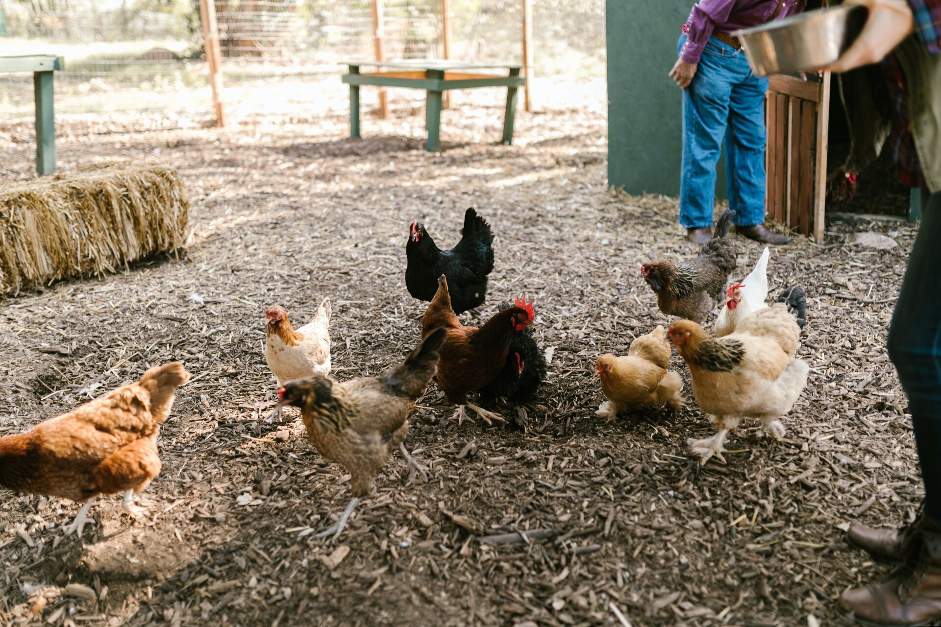 Zdjęcie drugie, podpisane karmienie drobiu. Przedstawia kobietę z metalowa miską w ręku. Kobieta rozsypuje z miski paszę dla kur.