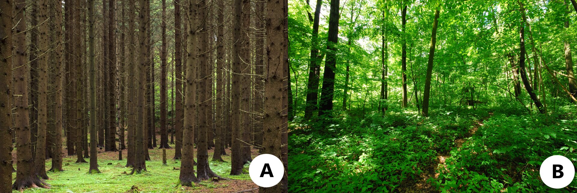 Grafika przedstawia dwa zdjęcia, opisane literami A i B. Zdjęcie A przedstawia las, w którym rosną świerki. Wszystkie drzewa są do siebie podobne, z podłoża porośniętego jedynie drobnym mchem wyrastają wysokie, brązowe pnie drzew. Zdjęcie B przedstawia zielony las liściasty. Roślinność jest zróżnicowana, w warstwie podszytu występują liczne krzewy. 