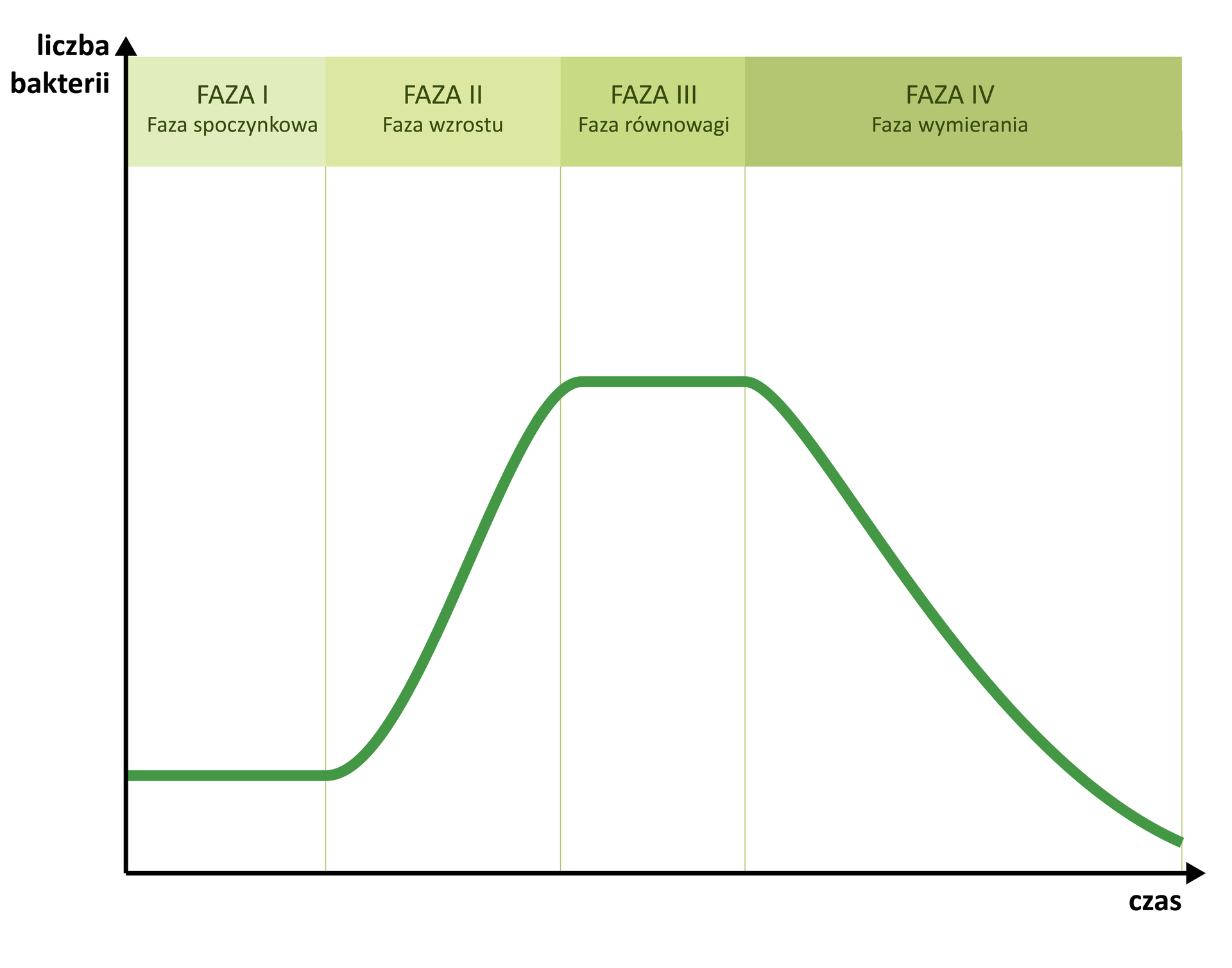 Wykres przedstawia wzrost bakterii w hodowli. Oś y: liczba bakterii, oś x: czas. W fazie spoczynkowej liczba bakterii nie zmienia się, w fazie wzrostu liczba bakterii intensywnie rośnie, w fazie równowagi liczba bakterii nie zmienia się, w fazie wymierania liczba bakterii zmniejsza się.