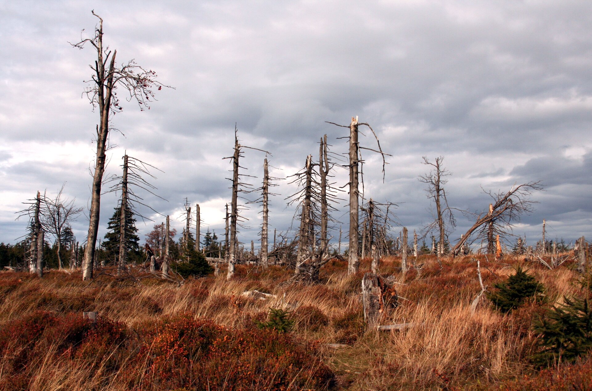 Ilustracja przedstawia zniszczony las złożony z wysuszonych i połamanych drzew. Zdjęcie ukazuje martwy las znajdujący się w Górach Sowich.