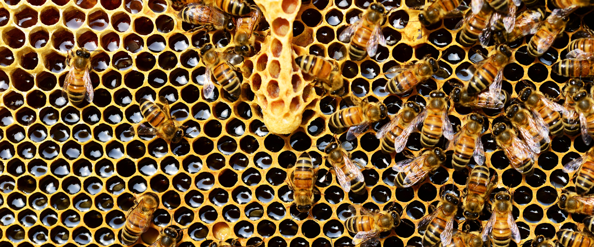 Rysunek przedstawia wosk pszczeli i pszczoły.