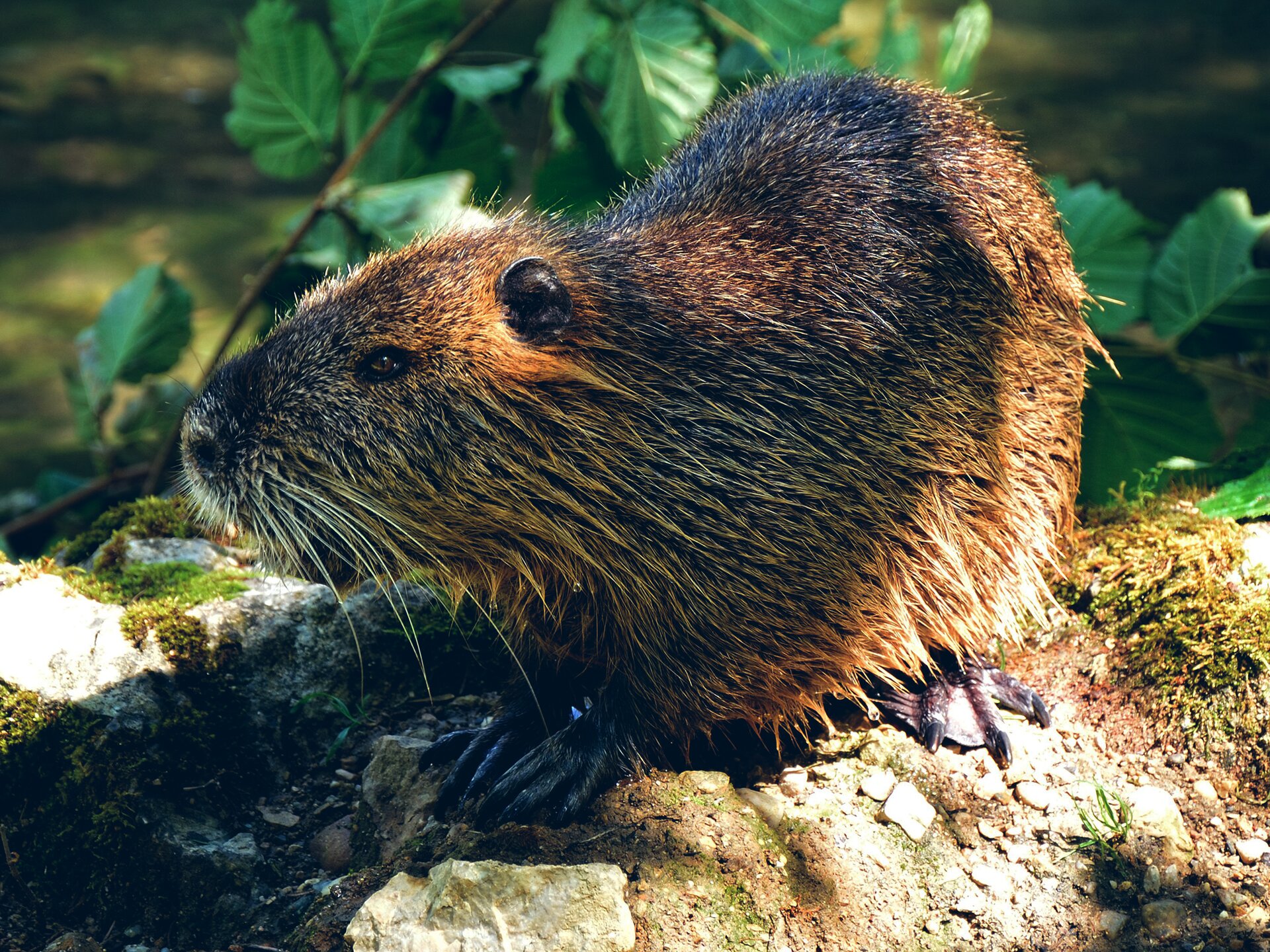 Kliknij, aby powiększyć. Zdjęcie przedstawia bobra przycupniętego na kamienistym i omszałym brzegu jeziora lub rzeki. Bóbr ma beżowobrązowe umaszczenie, dobrze widoczne łapy zakończone pazurami, wydatne wąsy. Czujnie spogląda przed siebie. W tle widać zielone gałęzie olchy.