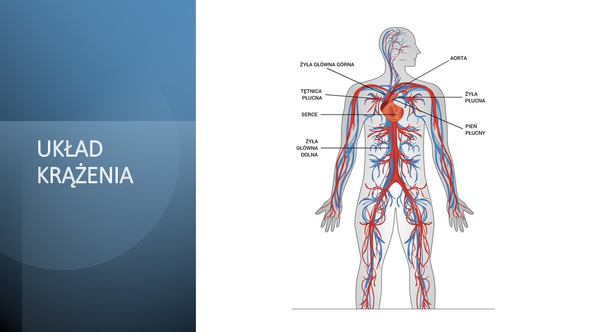 Biały slajd. Z lewej strony pionowy, granatowy prostokąt z białym nagłówkiem: „Układ krążenia”. Z prawej strony slajdu sylwetka ludzka z zaznaczonymi na niebiesko i czerwono żyłami. Na sylwetce czarne strzałki, które wskazują: żyłę główną górną, tętnicę płucną, serce, żyłę główną dolną, aortę, żyłę płucną, pień płucny.
