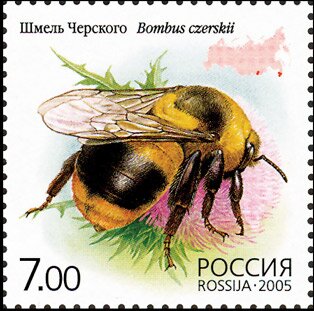 Fotografia przedstawia znaczek pocztowy upamiętniający polskiego odkrywcę Jana Czerskiego. W centralnej części przedstawiono trzmiela na kwiecie ostu. Na górze napis Bombus czerskii. Na dole napis 7.00 oraz rossija 2005.