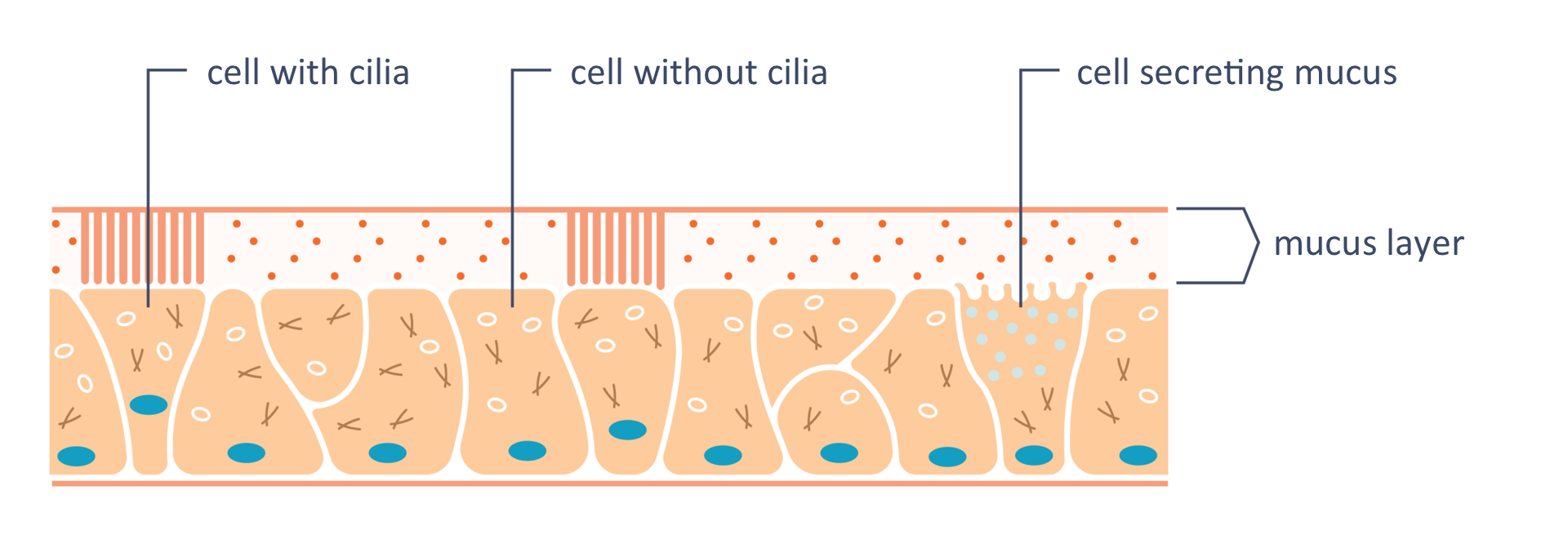 Ilustracja przedstawia nieregularne różowe komórki nabłonka oddechowego z niebieskimi jądrami. Na nich kropkowana warstwa śluzu, podpisana: mucus layer. Z prawej komórka z jaśniejszymi pęcherzykami, opisana jako cell secreting mucus. Niektóre komórki są bez pionowych rzęsek podpisane: cell without cilia, inne mają rzęski i są podpisane: cell with cilia