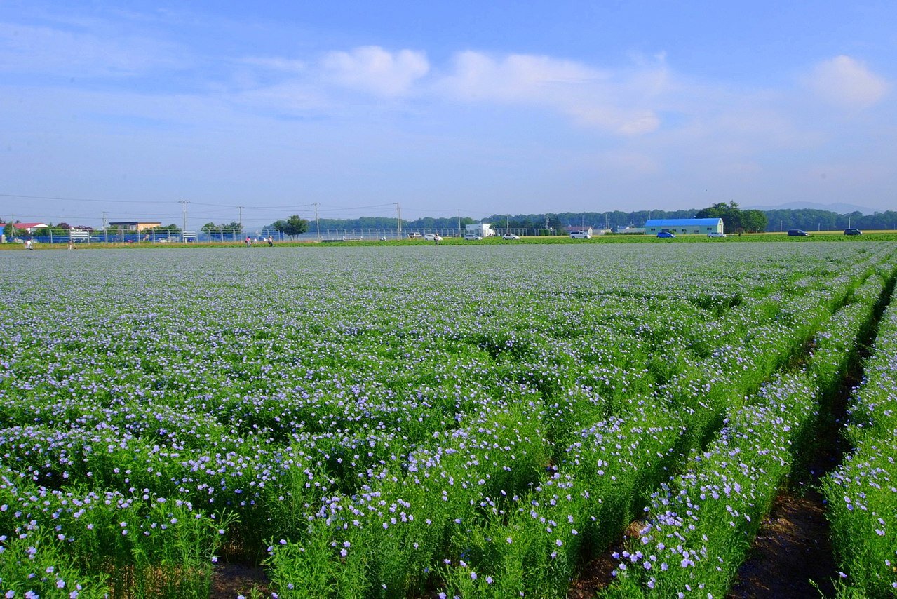 Na zdjęciu jest pole z uprawą lnu. Rośliny mają zielone, drobne liście i niebieskie kwiaty. W tle za polem widać budynki gospodarstw. 