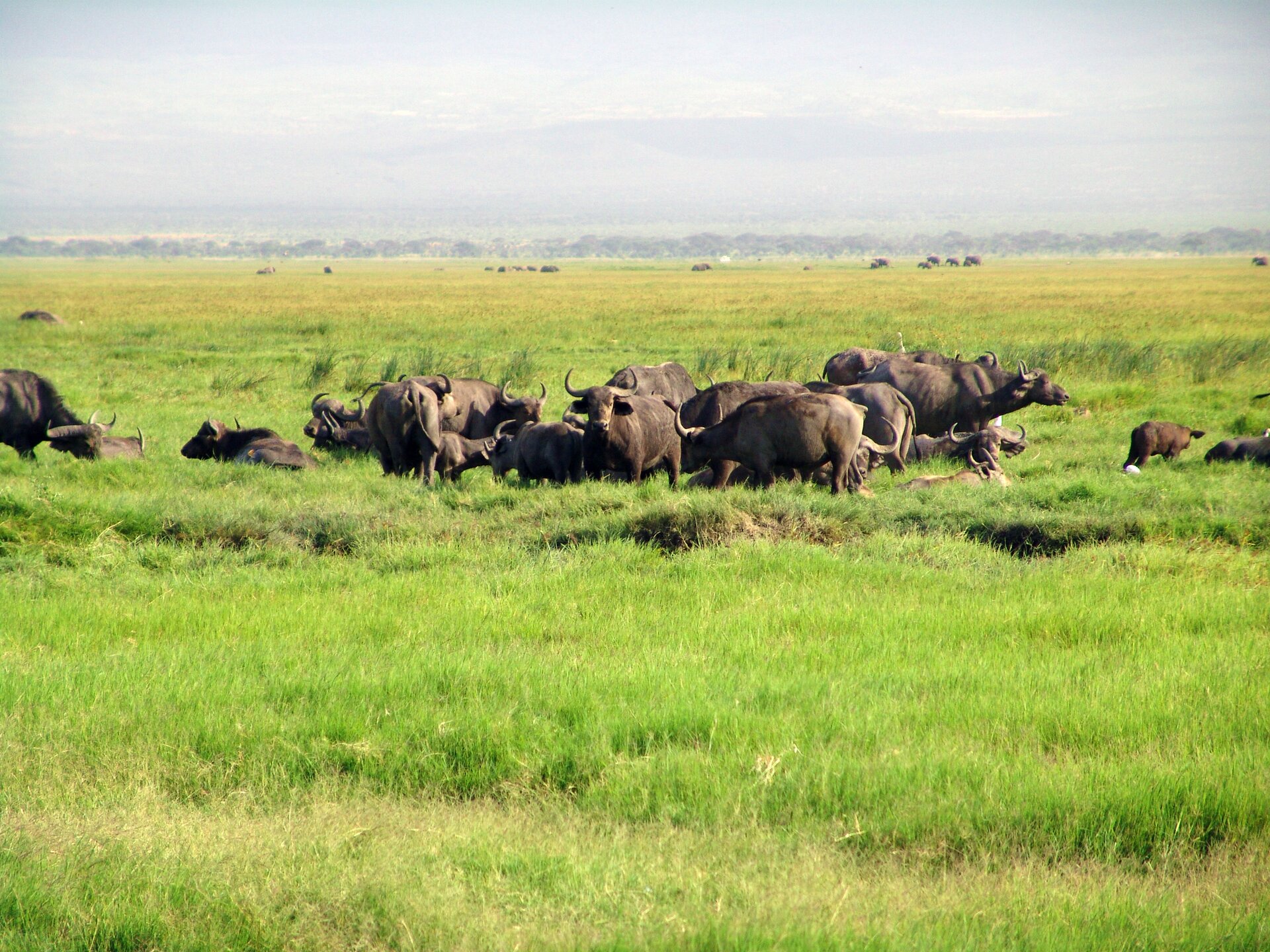Fotografia przedstawia nieduże stado bawołów pasących się na trawiastej, zielonej równinie. Zwierzęta mają masywną sylwetkę i ciemnobrązową sierść. Część zwierząt stoi, kilka leży. Między dorosłymi znajduje się kilka młodych. Bawoły mają duże, poziomo ułożone uszy oraz duże rogi wygięte na boki i ku górze.