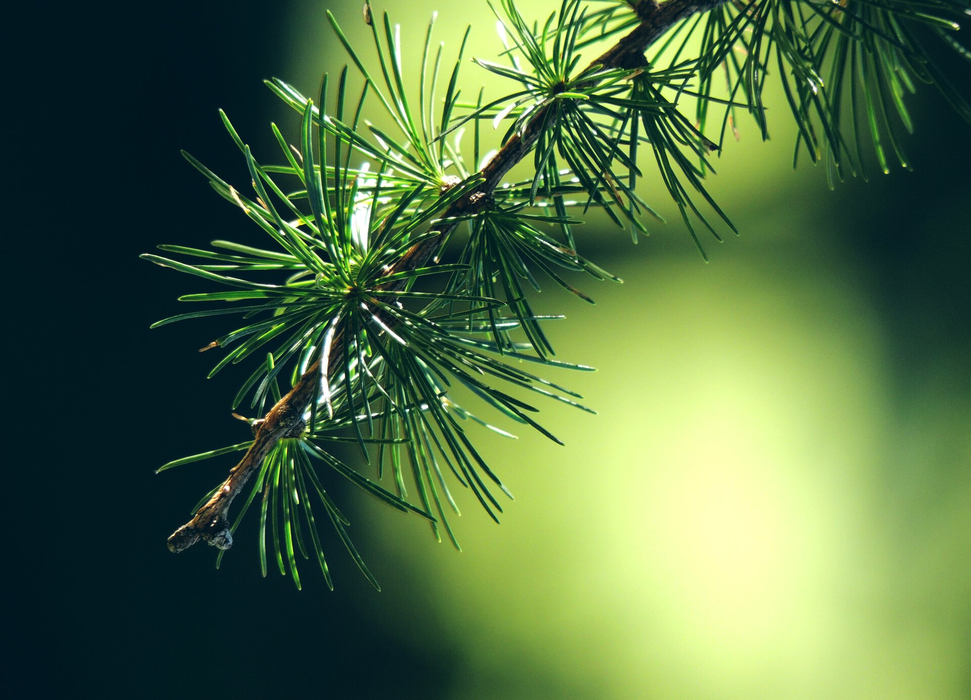 Kliknij, aby powiększyć Zdjęcie przedstawia gałązkę modrzewia.