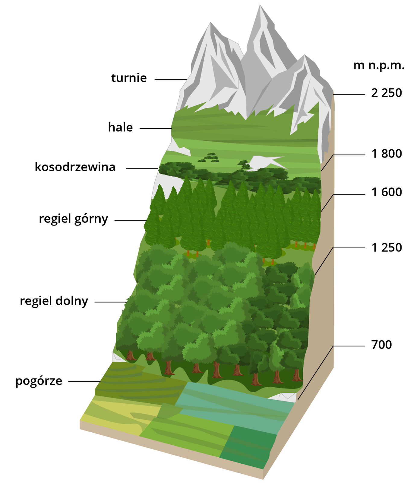 Ilustracja przedstawia piętra roślinne w górach. Na dole ilustracji są pola, potem drzewa, następnie górskie szczyty. Piętra roślinne są następujące: do wysokości 700 metrów nad poziomem morza są pogórza, pomiędzy 700 a 1250 metrów występuje regiel dolny, od 1250 do 1600 metrów regiel górny. Powyżej regla górnego do 1800 metrów nad poziomem morza jest piętro kosodrzewiny. Od 1800 metrów nad poziomem morza do 2250 metrów występują hale. Powyżej pietra hal są turnie.  