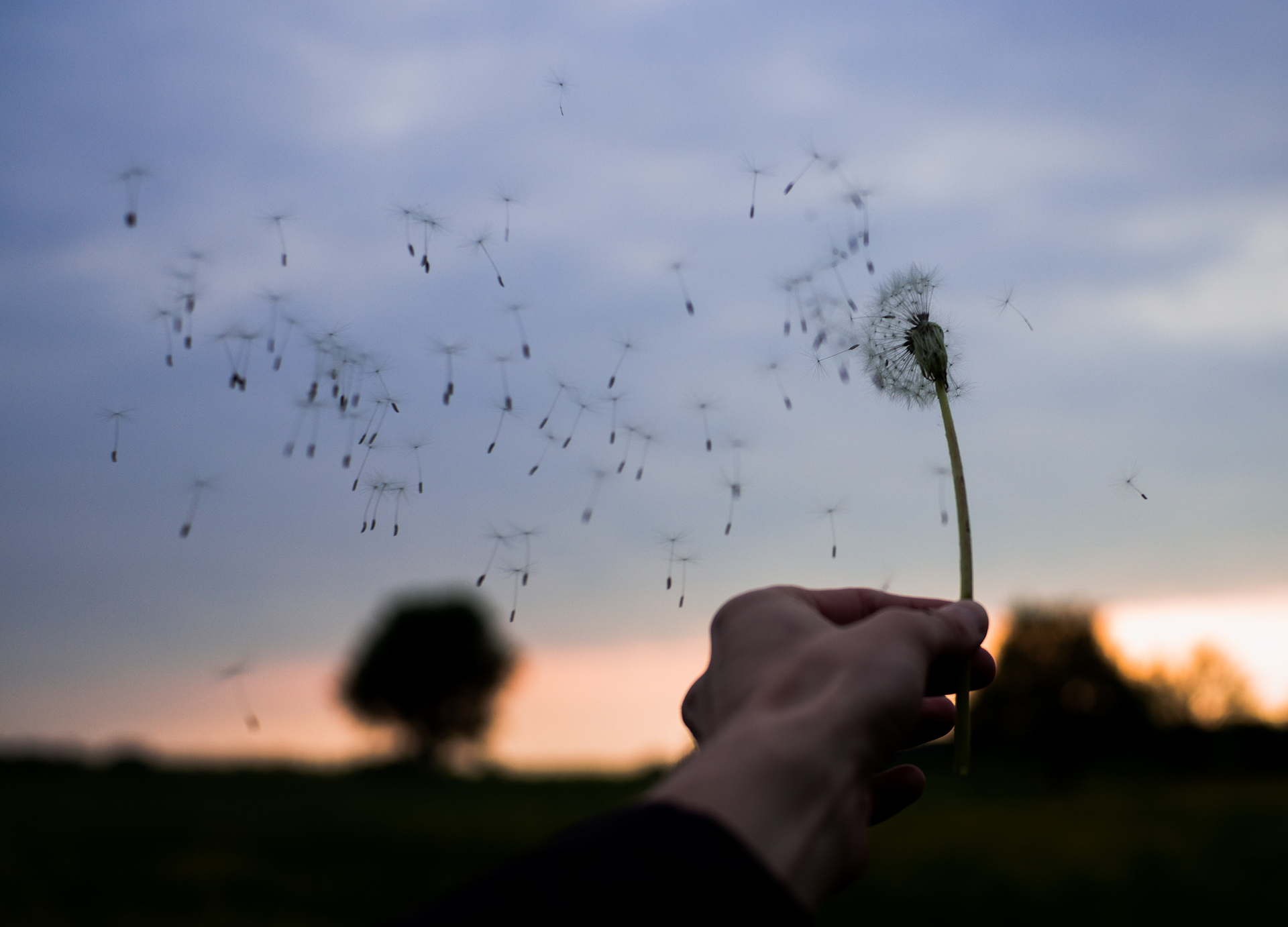 Zdjęcie przedstawia trzymanego w dłoni dmuchawca, z którego ulatują nasiona. 