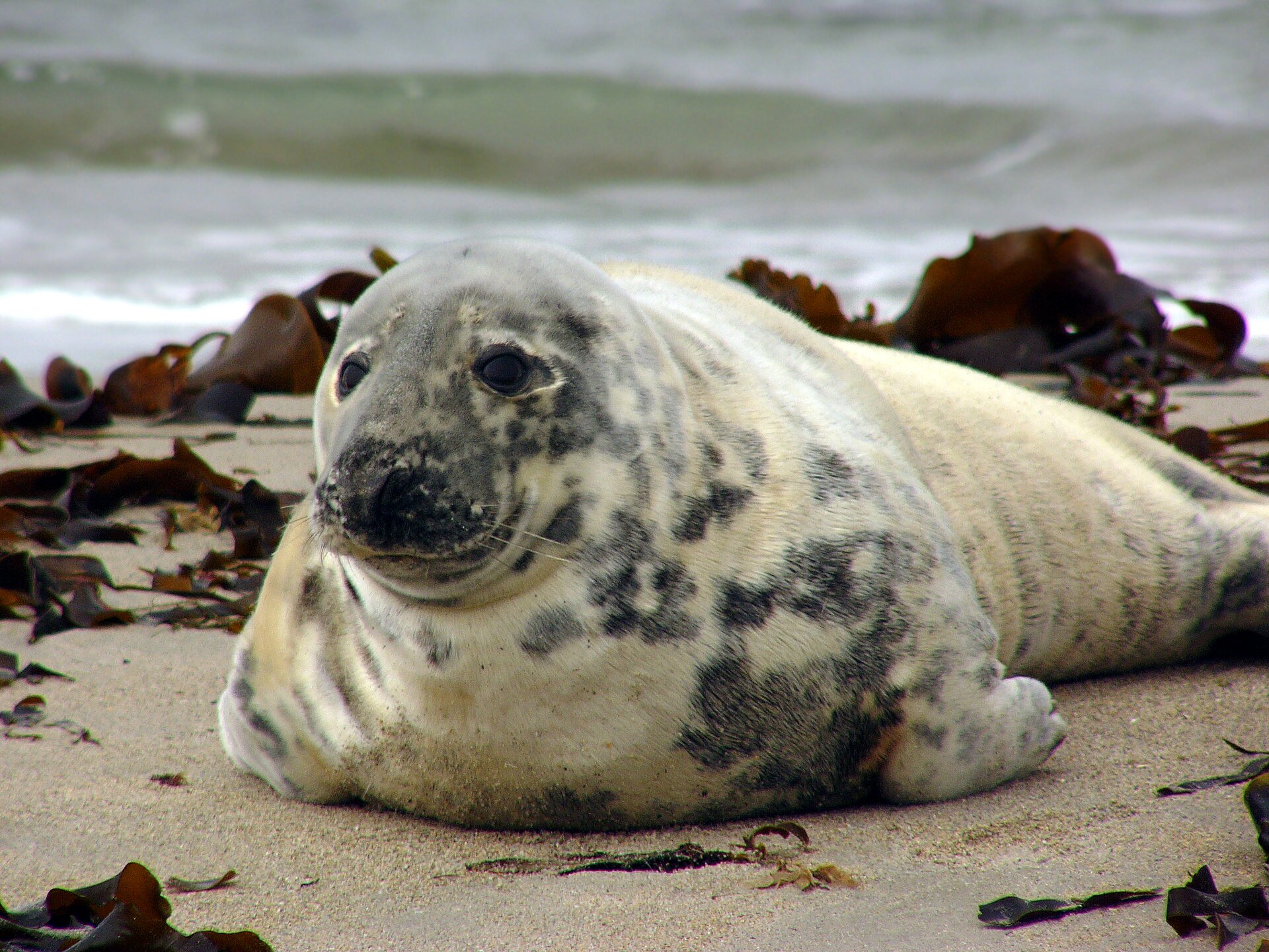 Zdjęcie przedstawia fokę, która znajduję się przy brzegu morza na plaży, na której znajdują się wodorosty. Foka jest biała i ma szare plamy. 