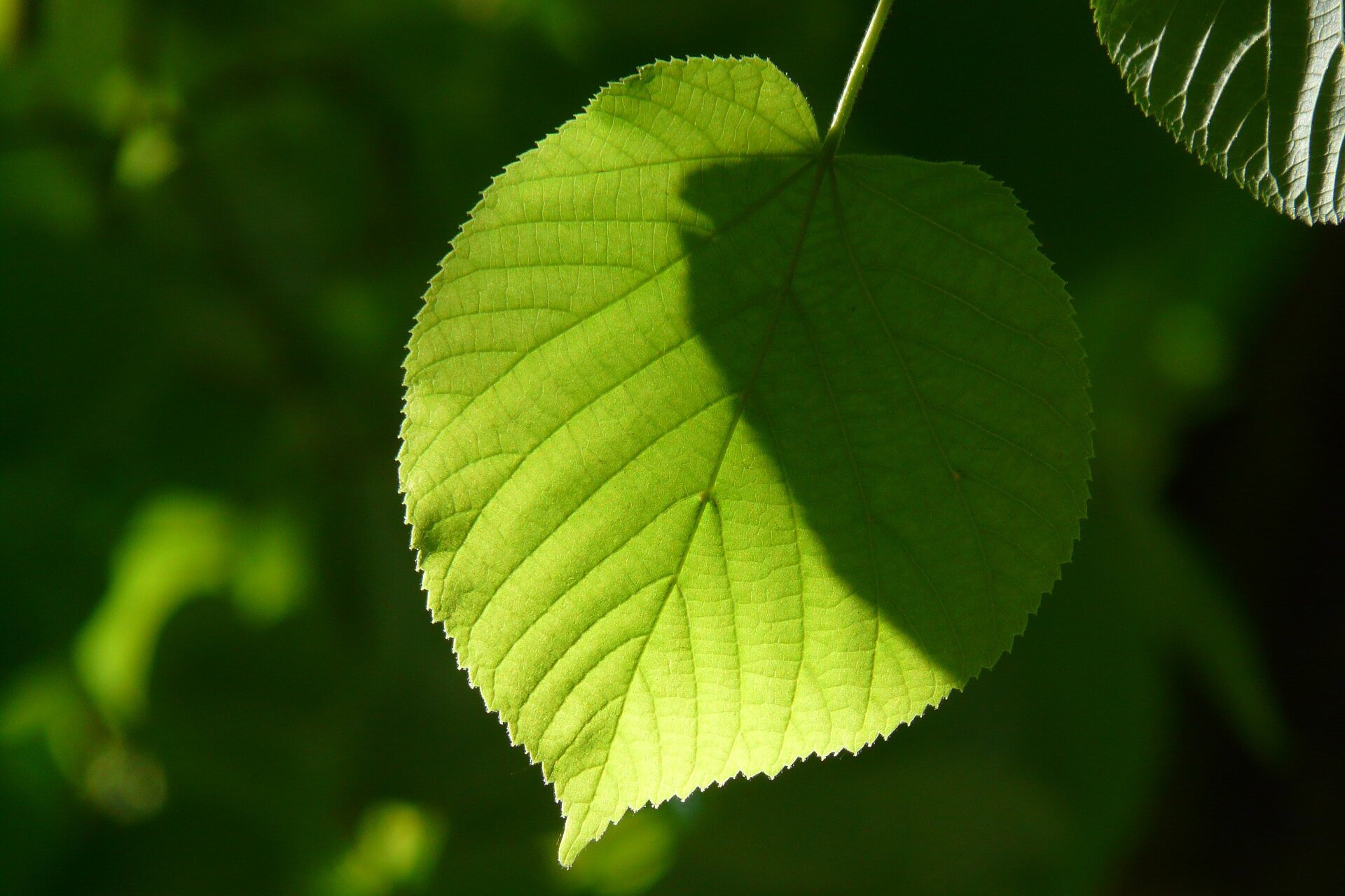 Zdjęcie przedstawia znajdujący się w półcieniu liść lipy. Ma kształt przypominający serce. Krawędź blaszki liściowej ma poszarpane brzegi. Widoczne jest też unerwienie liścia. Nerwy boczne rozwidlają się na boki od głównego nerwu, do krawędzi blaszki.