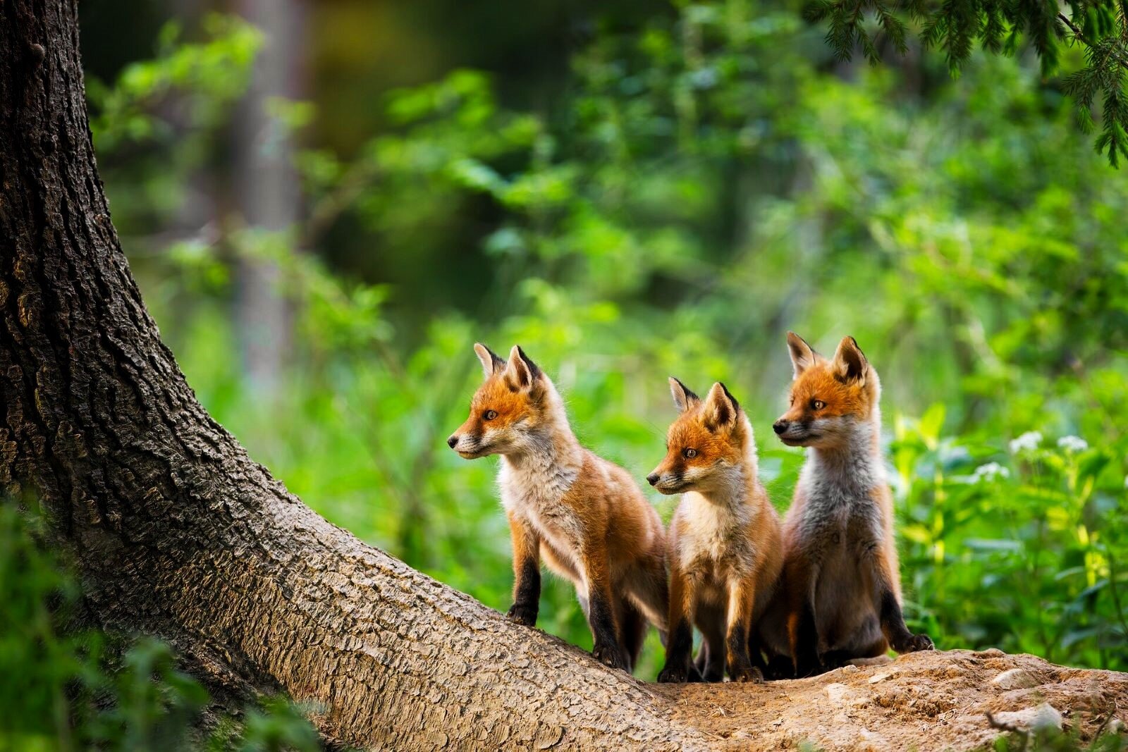 Fotografia przedstawiająca małe liski w lesie. Za pochylonym pniem drzewa stoją w szeregu trzy maleństwa, patrząc w jedną stronę. Zdjęcie dowodzi cierpliwości i refleksu fotografującego.
