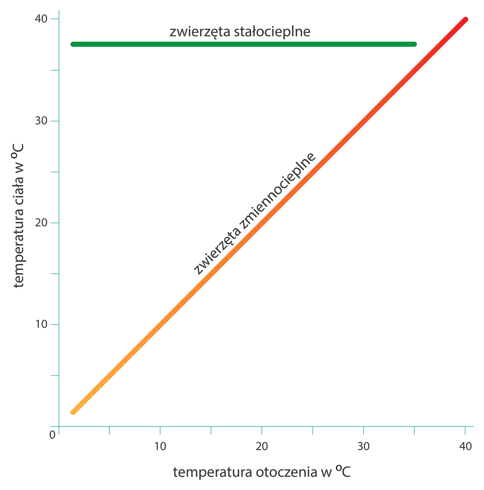 Na wykresie znajdują się dwie proste linie. Pomarańczowa ukosem w górę, zielona poziomo. Na osi X zaznaczono temperaturę od zera do czterdziestu stopni Celsjusza. Na osi Y wyskalowano temperaturę ciała w stopniach Celsjusza od zera do czterdziestu. Temperatura ciała zwierząt stałocieplnych utrzymuje się na poziomie 37 stopni Celsjusza, natomiast temperatura ciała zwierząt zmiennocieplnych zmienia się wraz ze zmianą temperatury otoczenia.