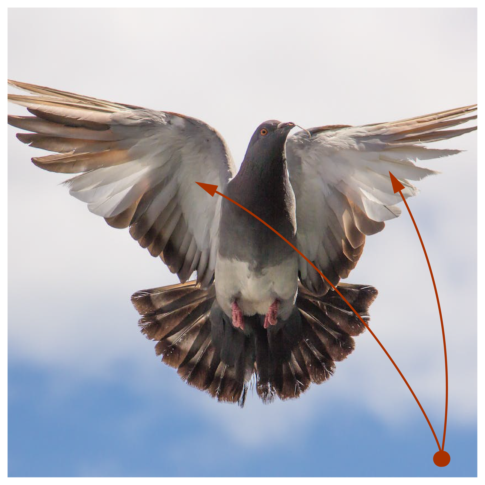 Zdjęcie przedstawia gołębia w locie. Strzałki wskazują na jego skrzydła.