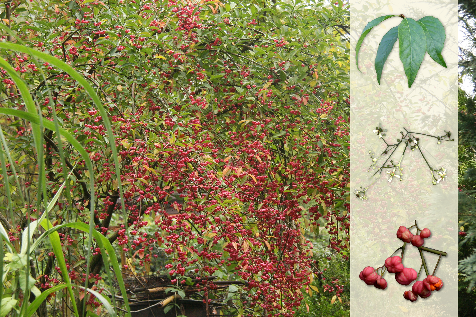 Fotografia przedstawia krzew trzmieliny z ciemnoróżowymi kwiatami. Z prawej strony, na jaśniejszym pasku pokazane są od góry: ciemnozielone, wąskie liście, niżej liczne białe i żółtawe kulki – owoce. U dołu gałązka bez liści, z ciemnoróżowymi kwiatami.