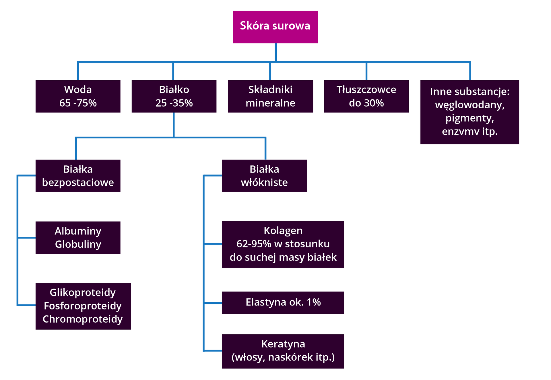 Grafika przedstawia schemat składu chemicznego skóry i włosa. W ramkach wymienione są kolejne składniki. W skład skóry surowej wchodzą: woda od 65 do 75%, białko od 25 do 35%, składniki mineralne, tłuszczowce do 30%, inne substancje - węglowodany, pigmenty, enzymy i tym podobne. Białko dzieli się na białka bezpostaciowe, czyli: albuminy, globuliny, glikoproteidy, fosforoproteidy, chromoproteidy oraz białka włókniste, czyli kolagen - od 62 do 95% w stosunku do suchej masy białek, elastyna około 1% i keratyna we włosach i naskórku. 