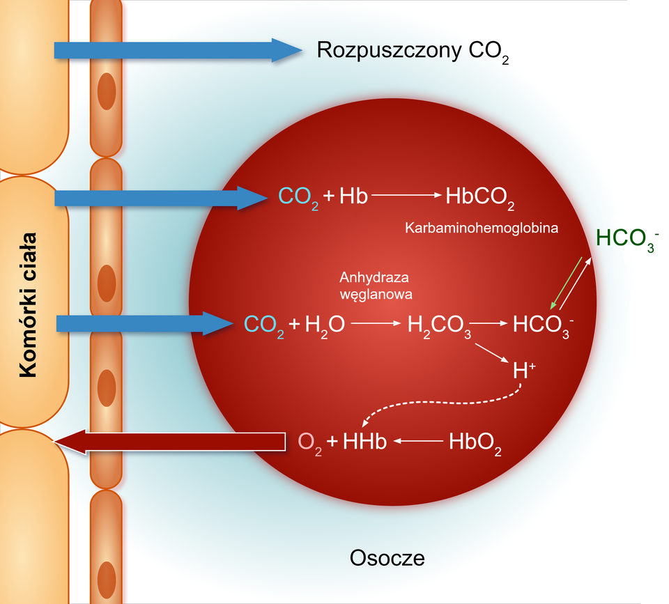 Ilustracja przedstawia transport gazów oddechowych między krwią a tkankami. Na ilustracji w czerwonym kole symbolizującym erytrocyt umieszczono trzy równania reakcji. Po lewej stronie koła znajdują się komórki ciała. Pomiędzy czerwonym kołem a komórkami są strzałki. Pod czerwonym kołem jest napis osocze. Pierwsza strzałka od góry ilustracji biegnąca od komórki w stronę osocza oznacza rozpuszczony C O indeks dolny, dwa, koniec indeksu dolnego. Kolejna strzałka poniżej znowu biegnie od komórki, ale tym razem w stronę równania reakcji zamieszczonego w czerwonym kole. Równanie jest następujące: C O indeks dolny, dwa, koniec indeksu dolnego, plus, H indeks dolny, b, koniec indeksu dolnego, ⟶ H b C O indeks dolny, dwa, koniec indeksu dolnego.   H b C O indeks dolny, dwa, koniec indeksu dolnego to karbaminohemoglobina. Kolejna strzałka także biegnie w od komórki w stronę czerwonego koła, do równania reakcji: C O indeks dolny, dwa, koniec indeksu dolnego, plus, H indeks dolny, dwa, koniec indeksu dolnego, O ⟶ H indeks dolny, dwa, koniec indeksu dolnego, C O indeks dolny, trzy, koniec indeksu dolnego⟶H C O, indeks dolny, trzy, koniec indeksu dolnego, indeks górny, minus, koniec indeksu górnego. Reakcja ta jest katalizowana przez anhydrazę węglanową. W reakcji od H C O, indeks dolny, trzy, koniec indeksu dolnego, indeks górny, minus, koniec indeksu górnego są dwie strzałki skierowane w przeciwnych kierunkach, biegną do anionu chloru, który jest poza czerwonym kołem. Natomiast od H indeks dolny, dwa, koniec indeksu dolnego, C O indeks dolny, trzy, koniec indeksu dolnego biegnie strzałka w dół do H indeks górny, plus, koniec indeksu górnego, a od kationu wodoru biegnie strzałka narysowana linią przerywaną do cząsteczki HHb, która znajduje się w ostatnim równaniu reakcji. Przy równaniu jest strzałka skierowana w stronę komórki. Równanie jest następujące: O indeks dolny, dwa, koniec indeksu dolnego, plus, H H b←H b O indeks dolny, dwa, koniec indeksu dolnego.