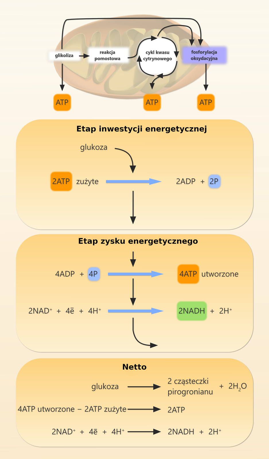 Na ilustracji przedstawiono przebieg glikolizy. Na górze widać owalne mitochondrium, na tle którego przedstawiono cztery etapy oddychania tlenowego. Od glikolizy, przez reakcję pomostową, cykl Krebsa prowadzą strzałki do fosforylacji oksydacyjnej. Od glikolizy, cyklu Krebsa i fosforylacji oksydacyjnej prowadzą strzałki do napisu ATP. Poniżej przedstawiony jest bilans glikolizy. Podczas pierwszych reakcji glikolizy zużywane są dwie cząsteczki ATP, co można nazwać etapem inwestycji energetycznej. Inwestycja ta zwraca się w kolejnych reakcjach, ponieważ w wyniku fosforylacji substratowych powstają cztery cząsteczki ATP. Jednocześnie pochodzące z utleniania glukozy elektrony są przenoszone na NAD+, ulegające redukcji do NADH. Powstałe w ten sposób zredukowane formy uniwersalnych przenośników elektronów i protonów mogą w warunkach tlenowych być transportowane do mitochondrium, gdzie ulegają utlenieniu z wykorzystaniem łańcucha oddechowego. Jeśli komórka nie jest zdolna do oddychania tlenowego, to powstałe w wyniku glikolizy NADH i H+ są zużywane do redukcji pirogronianu podczas fermentacji.