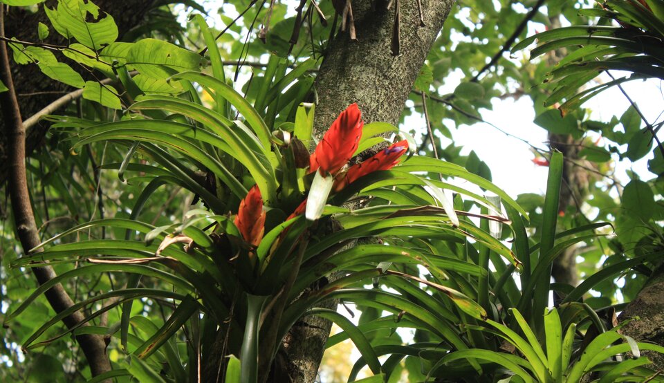 Zdjęcie przedstawia czerwoną oplątwę znajdującą się na pniu drzewa. Roślina ma długie, szablaste liście i czerwone kwiatostany.