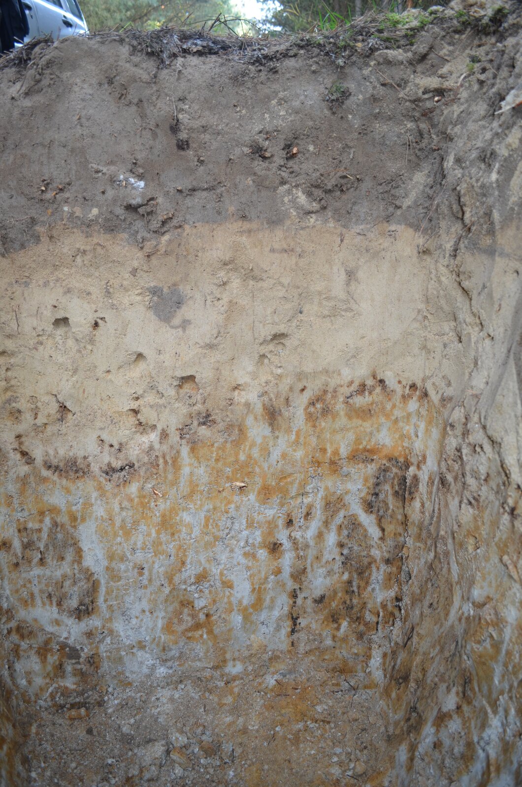 Na zdjęciu znajduje się profil gleby. Pierwsza z widocznych warstw jest ciemnoszara, spiaszczona, druga jest jasnobrązowa, wręcz kremowa, również spiaszczona. W trzeciej warstwie widać formy przypominające  białe i rdzawe zacieki.  