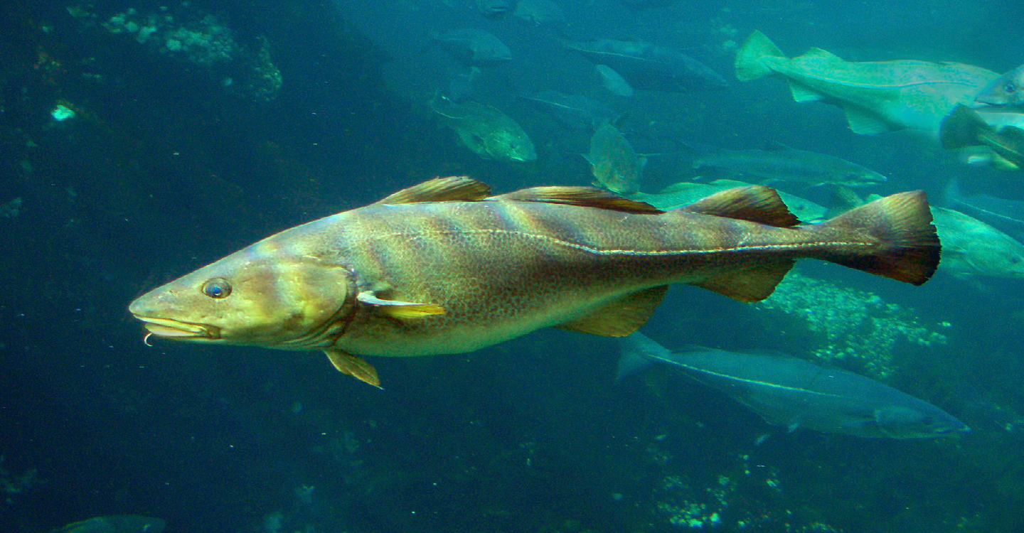 Fotografia przedstawiającą rybę w wodzie, skierowaną w lewą stronę. Jest to dorsz. Dorsz ma wydłużone owalne, gładkie ciało z widoczną cienką linią. Dorsz ma dwie sztywne płetwy brzuszne, trzy grzbietowe, i dwie skrzelowe. Głowa jest podłużna z małymi okrągłymi oczami. W tle widać płynące stado dorszy.