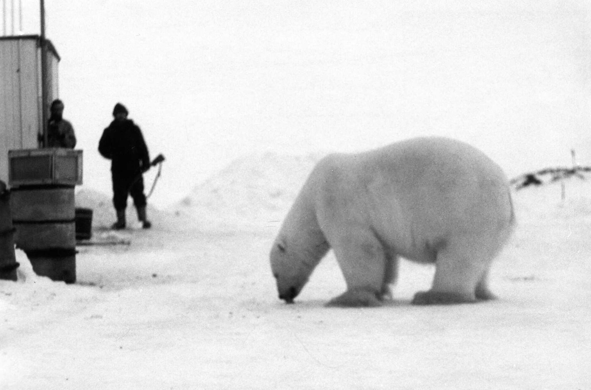 Czarno‑biała fotografia. Na pierwszym planie niedźwiedź polarny, na drugim fragment zabudowań stacji oraz dwóch mężczyzn. Jeden z nich trzyma broń palną.