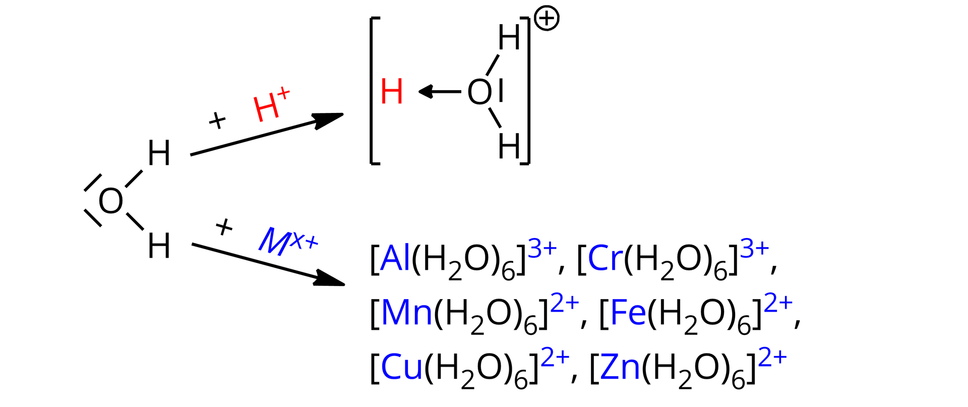 Ilustracja przedstawiająca dwie reakcje, którym ulega cząsteczka wody. Wzór strukturalny wody składa się z atomu tlenu połączonego z dwoma atomami wodoru za pomocą wiązań pojedynczych. Na atomie tlenu zaznaczone są dwie wolne pary elektronowe w postaci kresek. Pierwsza reakcja. Od cząsteczki wody poprowadzono strzałkę w prawo, nad którą znajduje się jon H+. Za strzałką jon hydroniowy zbudowany z atomu tlenu połączonego z dwoma atomami wodoru za pomocą wiązań pojedynczych. oraz z jednym za pomocą wiązania koordynacyjnego. Wiązanie to symbolizuje strzałka poprowadzona od atomu tlenu do wodoru. Na atomie tlenu zaznaczona jest jedna wolna para elektronowa w postaci kreski. Opisana struktura znajduje się w nawiasie kwadratowym. Względem niego w indeksie górnym znajduje się znak plus wskazujący na ładunek jonu.  Druga reakcja. Od cząsteczki wody poprowadzono drugą strzałkę w prawo, nad którą znajduje się kation metalu Mx+. Za strzałką znajdują się przykładowe kompleksy AlH2O63+, CrH2O63+, MnH2O62+, FeH2O62+, CuH2O62+ oraz <math aria‑label="nawias kwadratowy Zet n nawias H indeks dolny dwa koniec indeksu O zamknięcie nawiasu indeks dolny sześć koniec indeksu zamknięcie nawiasu kwadratowego indeks górny dwa plus koniec indeksu">ZnH2O63+