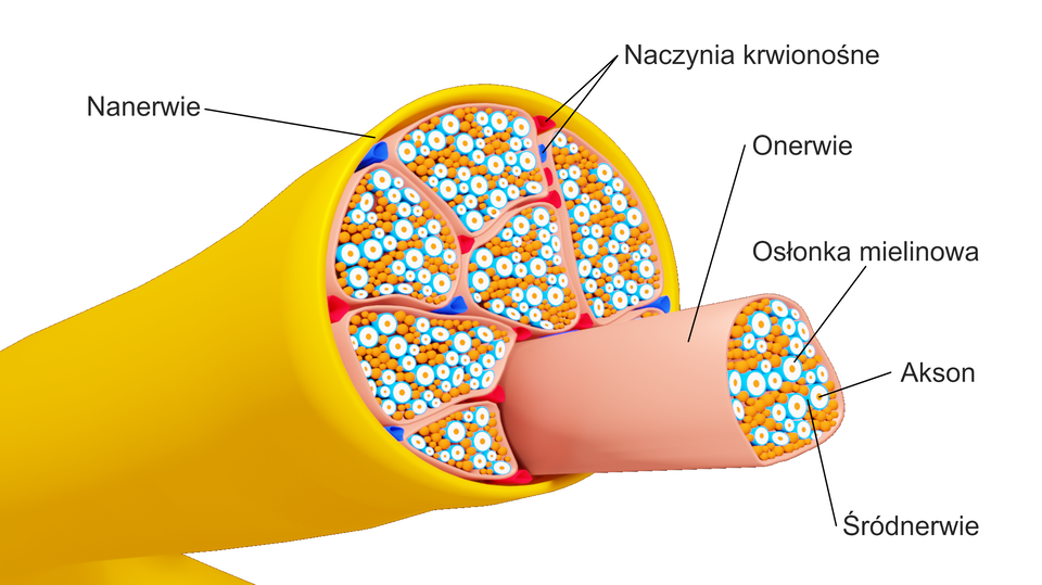 Zdjęcie przedstawia schemat przekroju przez nerw. Tworzą go pęczki równolegle ułożonych włókien nerwowych, czyli aksonów. Każdy akson otoczony jest przez osłonkę mielinową i łącznotkankową, zwaną śródnerwiem. Pęczki aksonów otacza onerwie, zbudowane z kilku warstw koncentrycznie ułożonych komórek tkanki łącznej. Nanerwie to natomiast struktura otaczająca cały nerw. Składa się ono z włóknistej tkanki łącznej, w której biegną naczynia krwionośne dostarczające do aksonów tlen i składniki odżywcze