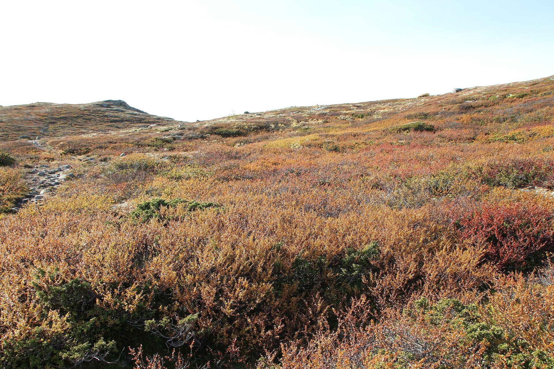 Na zdjęciu łąka, na której rosną rośliny przypominające wrzosy. 
