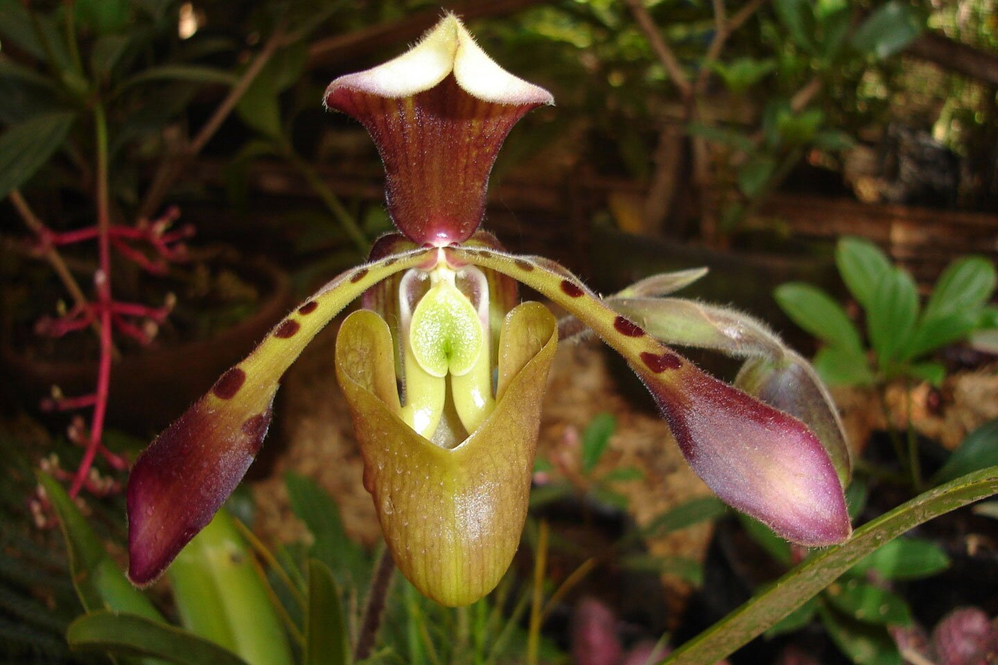 Fotografia przedstawia pojedynczy kwiat storczyka – pułapki na owady. Jego płatki mają różny kształt i barwy. Od góry płatek z bordowymi smugami jest zagięty w kształcie daszka, osłaniającego dolną część kwiatu. Niżej na boki odstają dwa wydłużone płatki. Są bordowe na końcach, zielone w plamki bliżej środka kwiatu. Dolny zielonkawy płatek zawinięty w kształt głębokiego kubka. Środek kwiatu jasny i błyszczący zwabia owady. W tle inne rośliny.