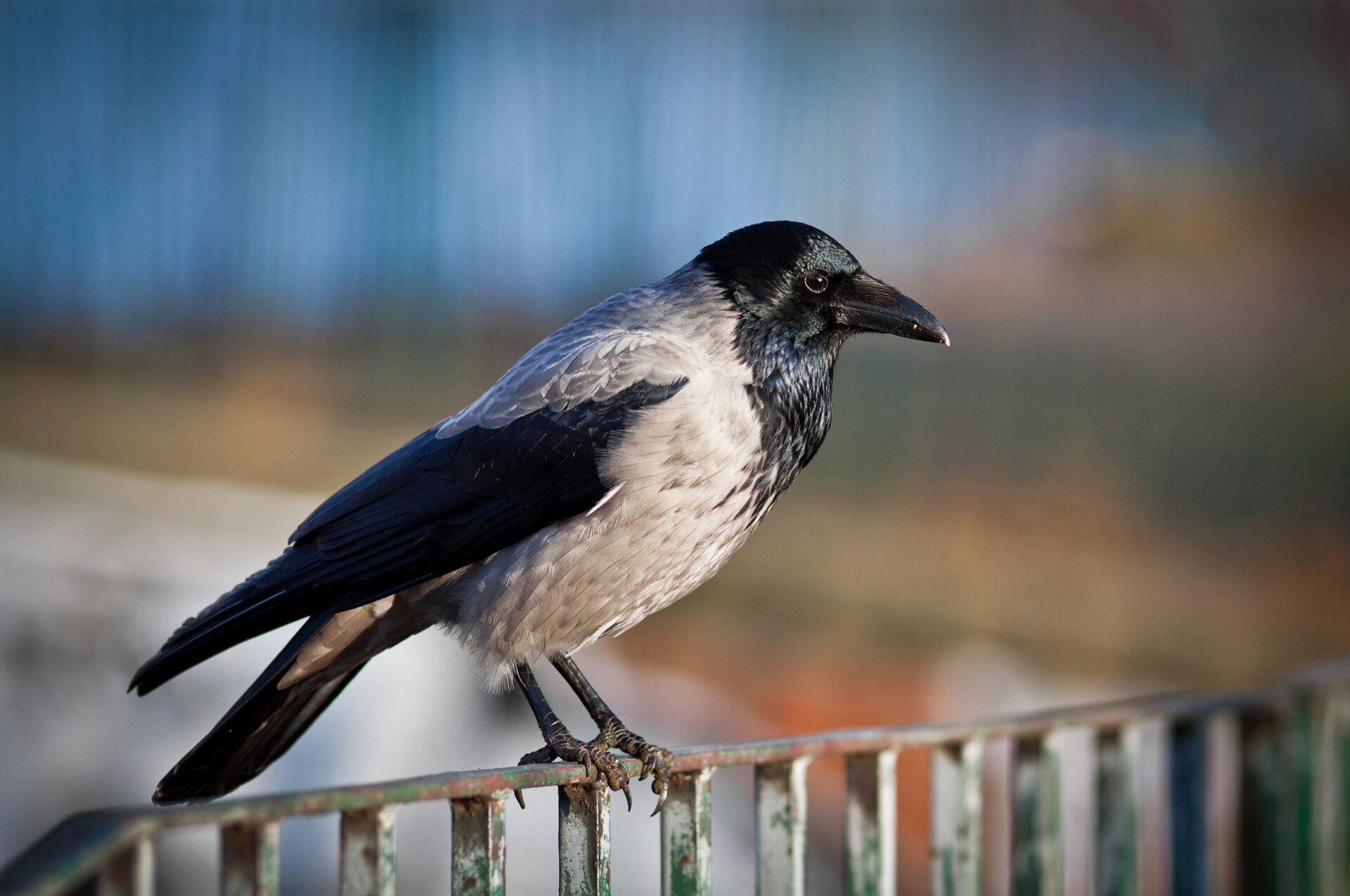 Fotografia kolorowa przedstawia wronę siwą siedzącą na barierce, spoglądającą w prawą stronę.