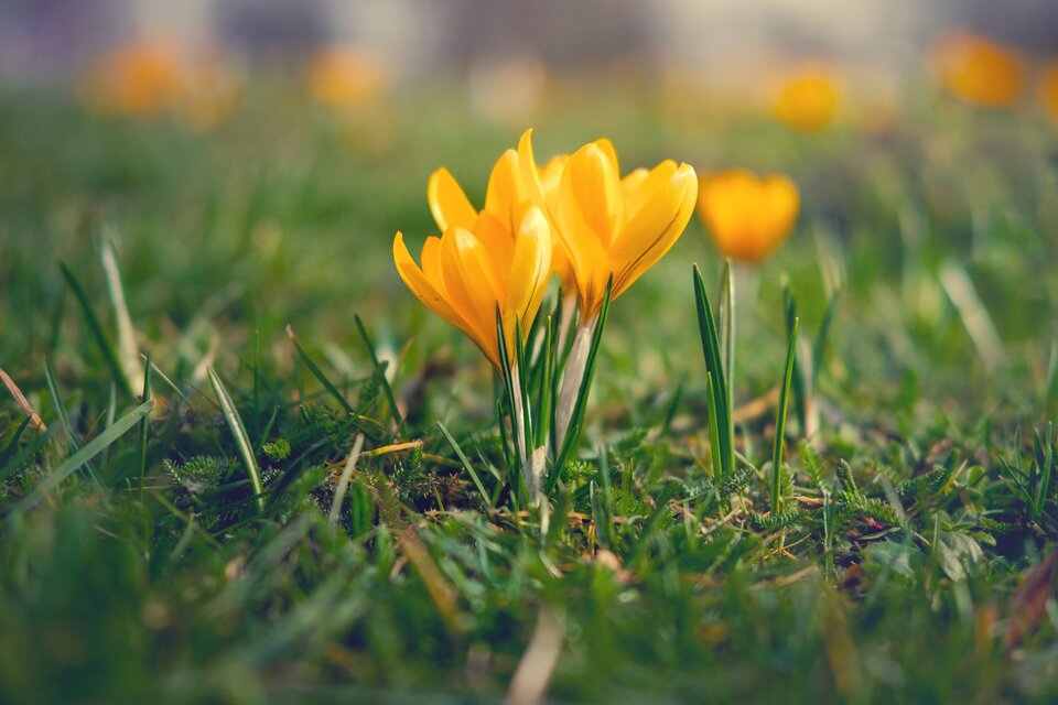 Zdjęcie przedstawia zbliżenie na grupę żółtych krokusów rosnących na trawie; w tle rozmyte kwiaty i naturalne tło.