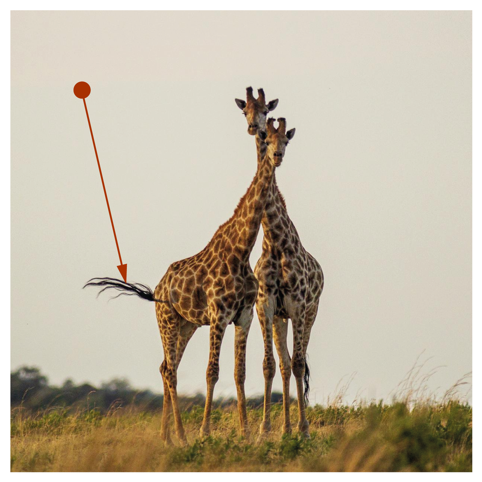 Zdjęcie ukazuje dwie żyrafy siedzące na sawannie. Strzałka wskazuje powiewający ogon jednej z nich.