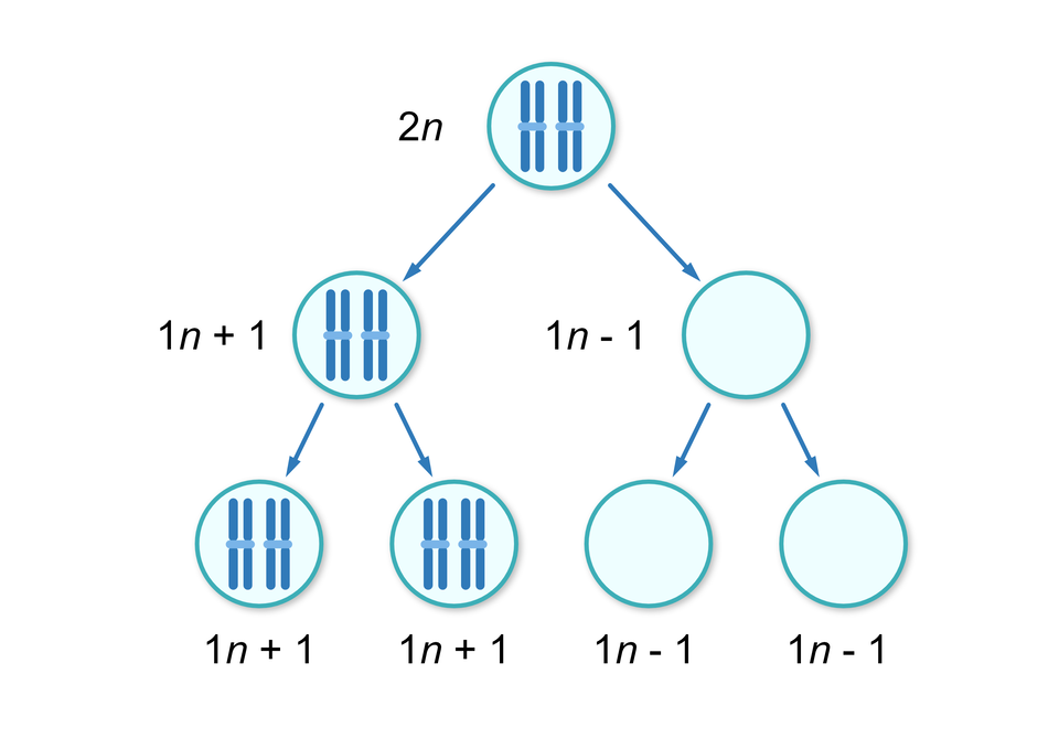 Schemat przedstawia 3 poziomy. Pierwszy poziom, dwa chromosomy, 2n. Rozdziela się na dwa poziomy w dół. Pierwszy z nich, dwa chromosomy 1n+1. Drugi z nich 1n‑1. Pierwszy z nich rozdziela się w dół na dwa chromosomy 1n+1 i dwa chromosomy 1n+1. Drugi z nich 1n‑1 rozdziela się na dwa: 1n‑1 i 1n‑1. 
