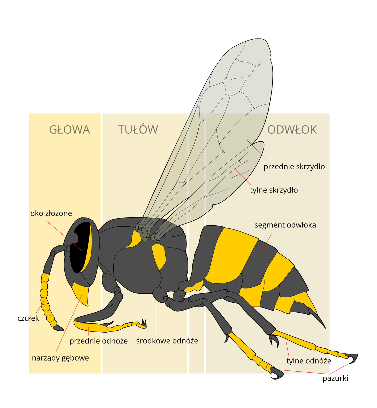 Schemat przedstawia budowę zewnętrzną owada na przykładzie pszczoły. Jej ciało złożone jest z trzech elementów: głowy, tułowia i odwłoka. Na przodzie ciała widoczna jest głowa w eliptycznym kształcie. Większość jej powierzchni zajmuje owalne oko złożone. Pod nim znajdują się narządy gębowe. Nad okiem znajduje się podłużny, zakrzywiony w dół czułek. Dalej widoczny jest tułów owada w okrągłym kształcie. Od tułowia do góry odchodzą połączone ze sobą skrzydła. Bliżej przodu ciała znajduje się przednie skrzydło, które jest większe, z tyłu ciała znajduje się tylne skrzydło o połowę mniejsze. Oba skrzydła są przezroczyste i błoniaste. Od dołu tułowia odchodzą trzy pary odnóży – przednie są sporo krótsze, ich górna część jest czarna, a dolna żółta. Tylne odnóża są w takim samym kolorze, ale są sporo dłuższe. Odnóża kończą się pazurkami - są one czarne i ostro zakończone. Tylną część ciała owada stanowi odwłok, ma kształt owalny i jest ostro zakończony, zbudowany jest z segmentów, które posiadają naprzemiennie żółty oraz czarny kolor.