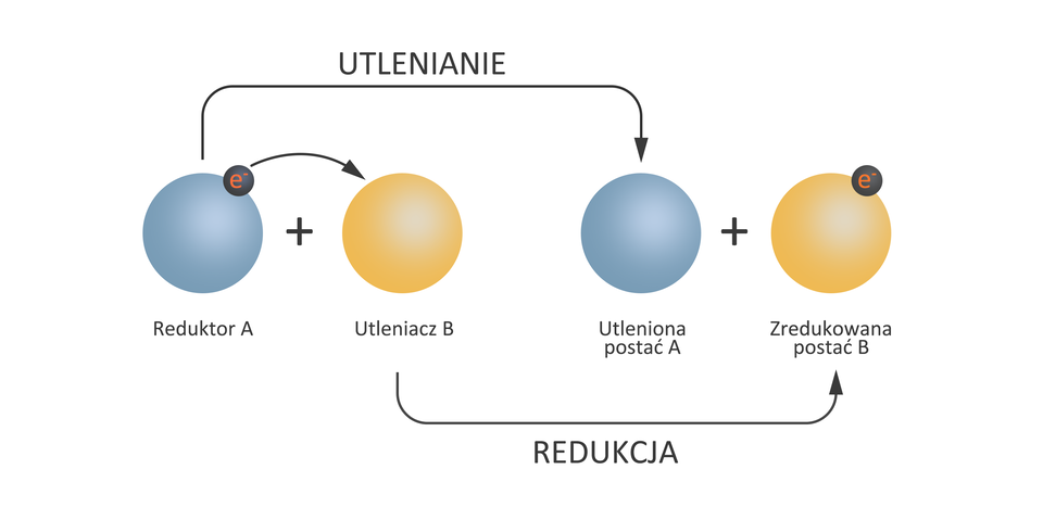 Grafika przedstawia przebieg reakcji niekontrolowanej oraz przebieg oddychania komórkowego. Przykładem reakcji niekontrolowanej jest tu synteza cząsteczki wody. Cząsteczka wodoru łączy się z tlenem, w wyniku czego powstaje cząsteczka wody. Energia swobodna (G) maleje podczas tej reakcji, a w jej wyniku następuje wybuchowe uwolnienie energii cieplnej i świetlnej. W przypadku oddychania komórkowego jony wodoru pochodzące z pokarmu, za pośrednictwem NADH oddają elektrony, które następnie przechodzą przez łańcuch oddechowy, w wyniku zachodzi kontrolowane uwalnianie energii potrzebnej do syntezy ATP oraz synteza ATP. Następnie elektrony te wraz z jonami wodoru i tlenem tworzą cząsteczkę wody.