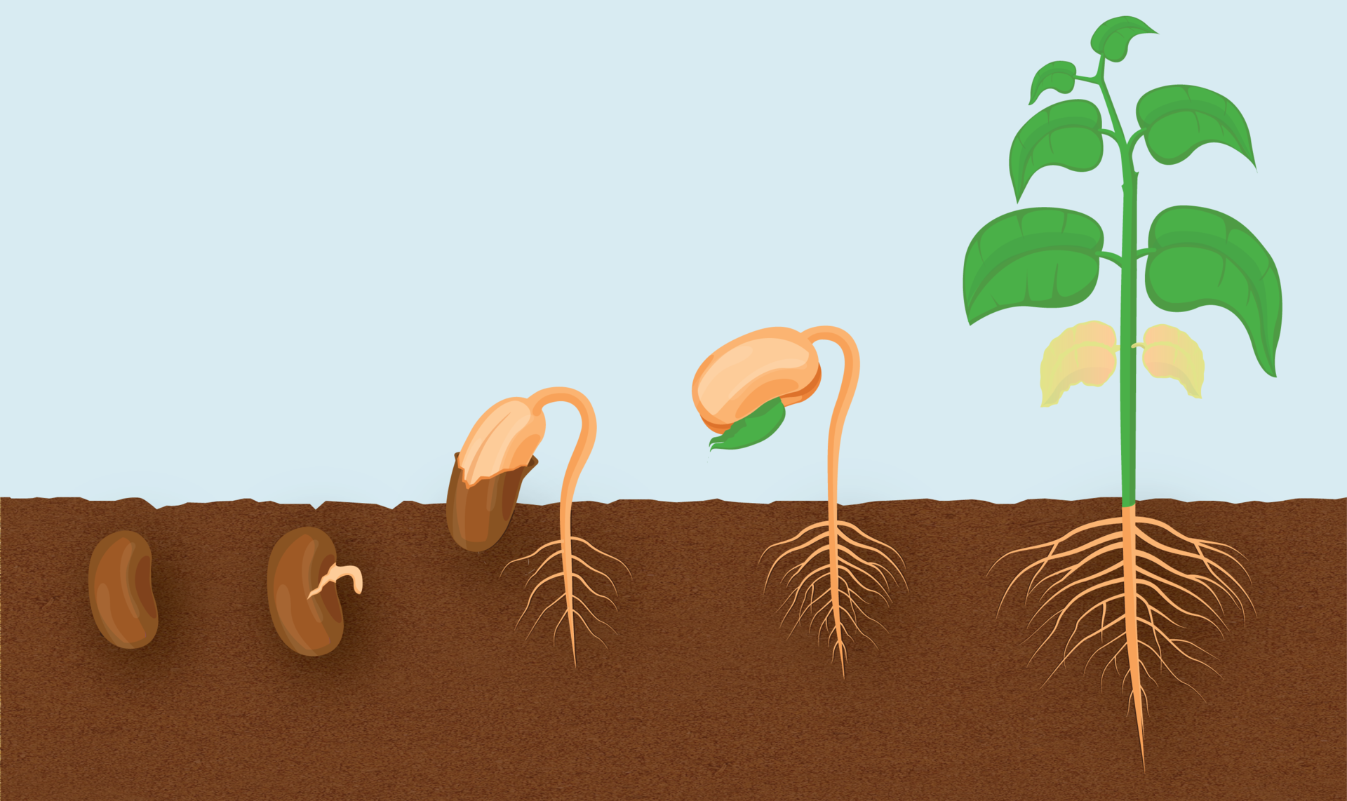 Ilustracja przedstawia schematycznie pięć etapów kiełkowania nasion na tle podzielonym poziomo na część niebieską- atmosferę i brązową - glebę. Po lewej ciemno brązowe nasiono fasoli znajduje się w glebie. Dalej w lewo wyrasta z niego różowy korzonek, a do góry wznoszą sie liścienie. Między liścieniami pojawia się zielony liść. Ostatni rysunek prezentuje pęd z liśćmi i resztkami liścieni, a w glebie duży korzeń palowy.