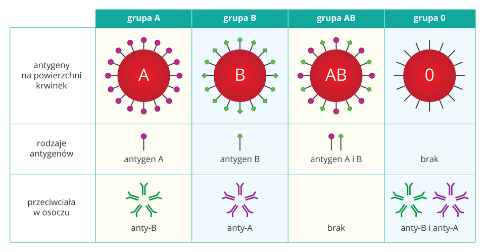 Ilustracja przedstawia tabelę grup krwi. W pierwszym rzędzie ukazano cztery czerwone kółka z literą grupy krwi. Z pierwszego wystają różowe kulki, symbolizujące antygeny powierzchniowe grupy A. Z drugiego wystają zielone romby, symbolizujące antygeny powierzchniowe grupy B. Z trzeciego (grupa AB) wystają oba rodzaje antygenów, a z czwartego żaden (grupa zero). Środkowy rząd przedstawia pojedyncze antygeny. Dolny rząd przedstawia przeciwciała w osoczu: grupa krwi A posiada przeciwciała anty –B, grupa krwi B posiada przeciwciała anty – A, grupa AB nie posiada przeciwciał, grupa krwi 0 posiada oba rodzaje przeciwciał.