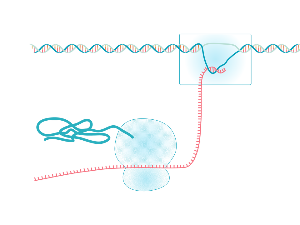 Ilustracja przestawia proces translacji. W górnej części widoczna jest cząsteczka DNA, której nici są w jednym miejscu rozplecione. W tym miejscu do jednej z nici DNA sparowana jest nić RNA, na której (niżej) znajduje się rybosom. Od rybosomu odchodzi łańcuch peptydowy.