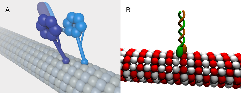 Ilustracja prezentuje dwa rysunki. Rysunek A przedstawia model budowy dyneiny, a rysunek B model budowy kinezyny. Dyneina przypomina walec złożony z szeregu ułożonych w poziome rzędy kulek - jeden rząd jest szary, drugi niebieski. W rzędy wnikają niebieskie i granatowe kule ułożone na planie okręgu, które przypominają kwiatek. Kinezyna przypomina walec ułożonych z poziomych rzędów białych i czerwonych kulek. Każdy z nich jest w połowie biały, a w połowie czerwony, są one ułożone naprzemiennie. Od góry do walca wnikają dwie owalne, zielone i pomarańczowe struktury ze skręconymi ze sobą witkami.   