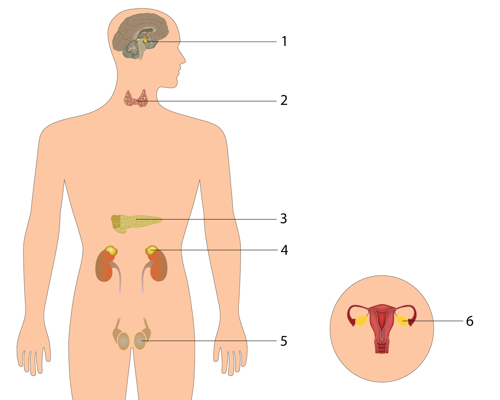Źródło ilustracji: GroMar Sp. z o.o., licencja: CC BY‑SA 3.0.