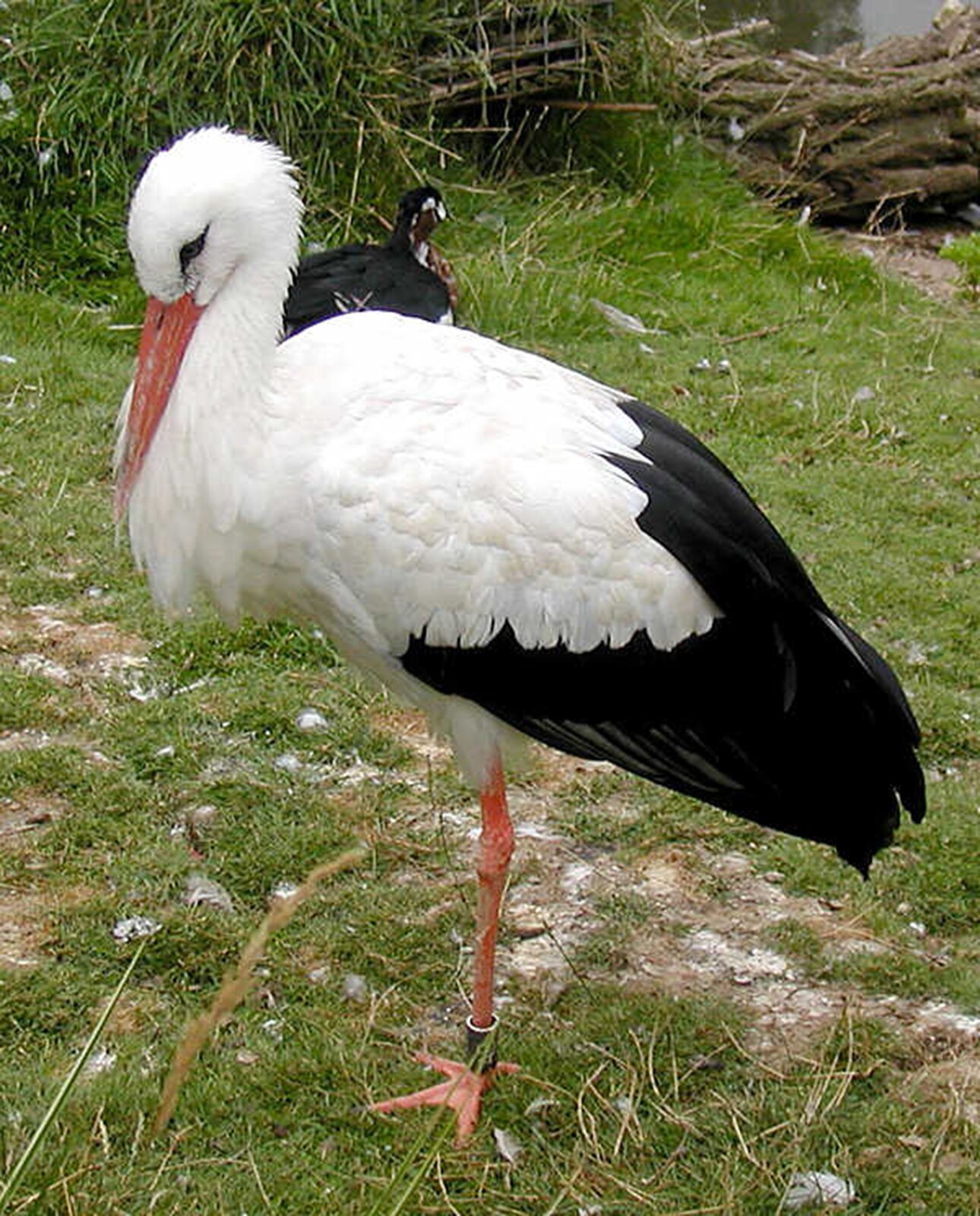 Na planszy widoczny jest bocian biały. Ma duży, biało‑czarny tułów, podłużne, pomarańczowe nogi, długą, zgiętą szyję oraz niewielką głowę z czarnymi oczami oraz długim, spiczastym, czerwonym dziobem.