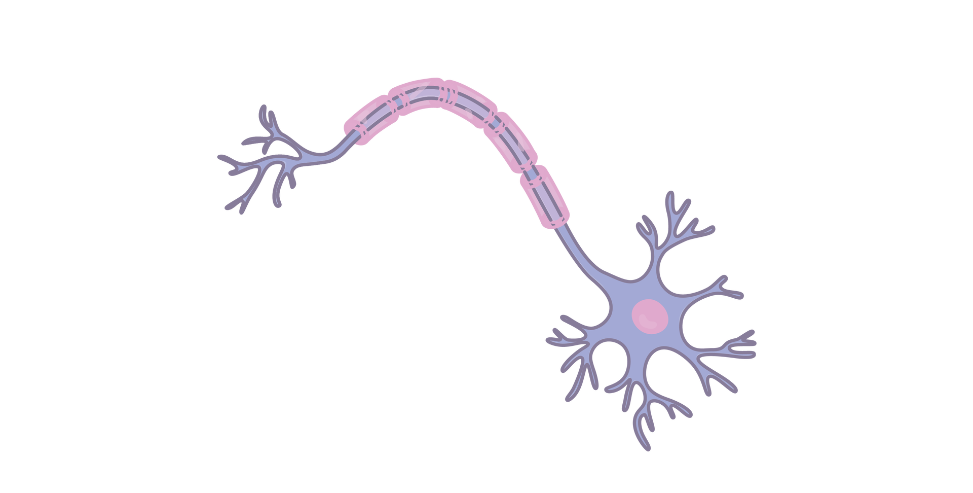 Grafika przedstawia komórkę nerwową. Ma ona nieregularny kształt i wiele podłużnych rozwidleń łączących ją z innymi komórkami. 