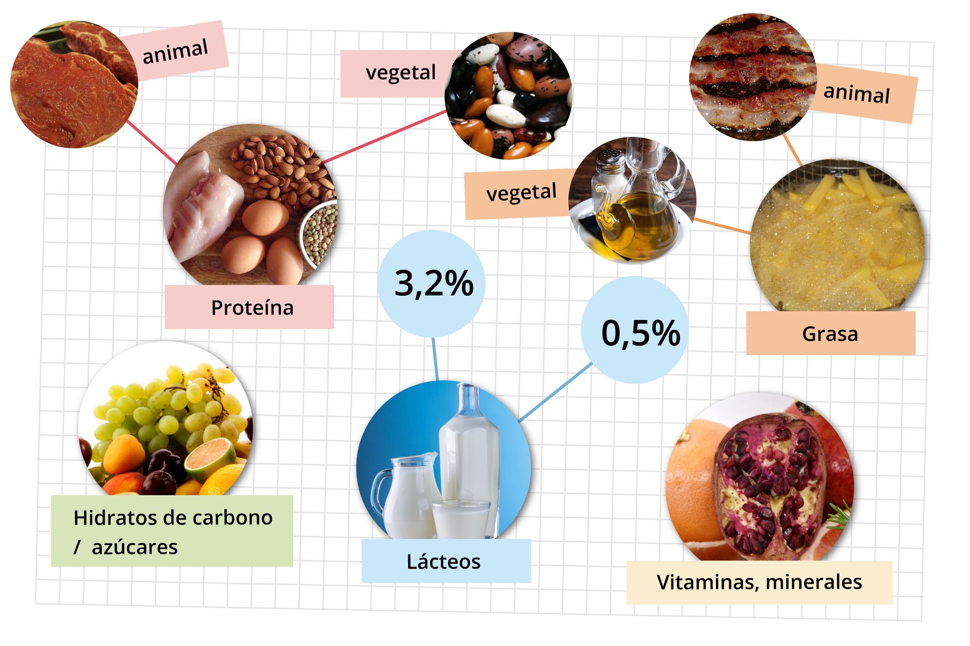  Grafika przedstawia kartkę w kratkę, na której umieszczono zdjęcia produktów spożywczych z podpisami. Jajka, orzechy, filet z kurczaka - podpis: Proteína. Jedna strzałka w kierunku mięsa - podpis: animal. Druga strzałka w kierunku fasolek - podpis: vegetal. Frytki smażone na głębokim tłuszczu - podpis: grasa. Strzałka w kierunku dzbanka z oliwą - podpis: vegetal. Strzałka w kierunku smażonego bekonu - podpis: animal. Owoce - podpis: hidratos de carbono / azúcares. Mleko w butelce, szklance i dzbanku - podpis: lácteos. Strzałka w kierunku 3,2 % oraz 0,5 %. Owoce, warzywa - podpis: vitaminas, minerales.
