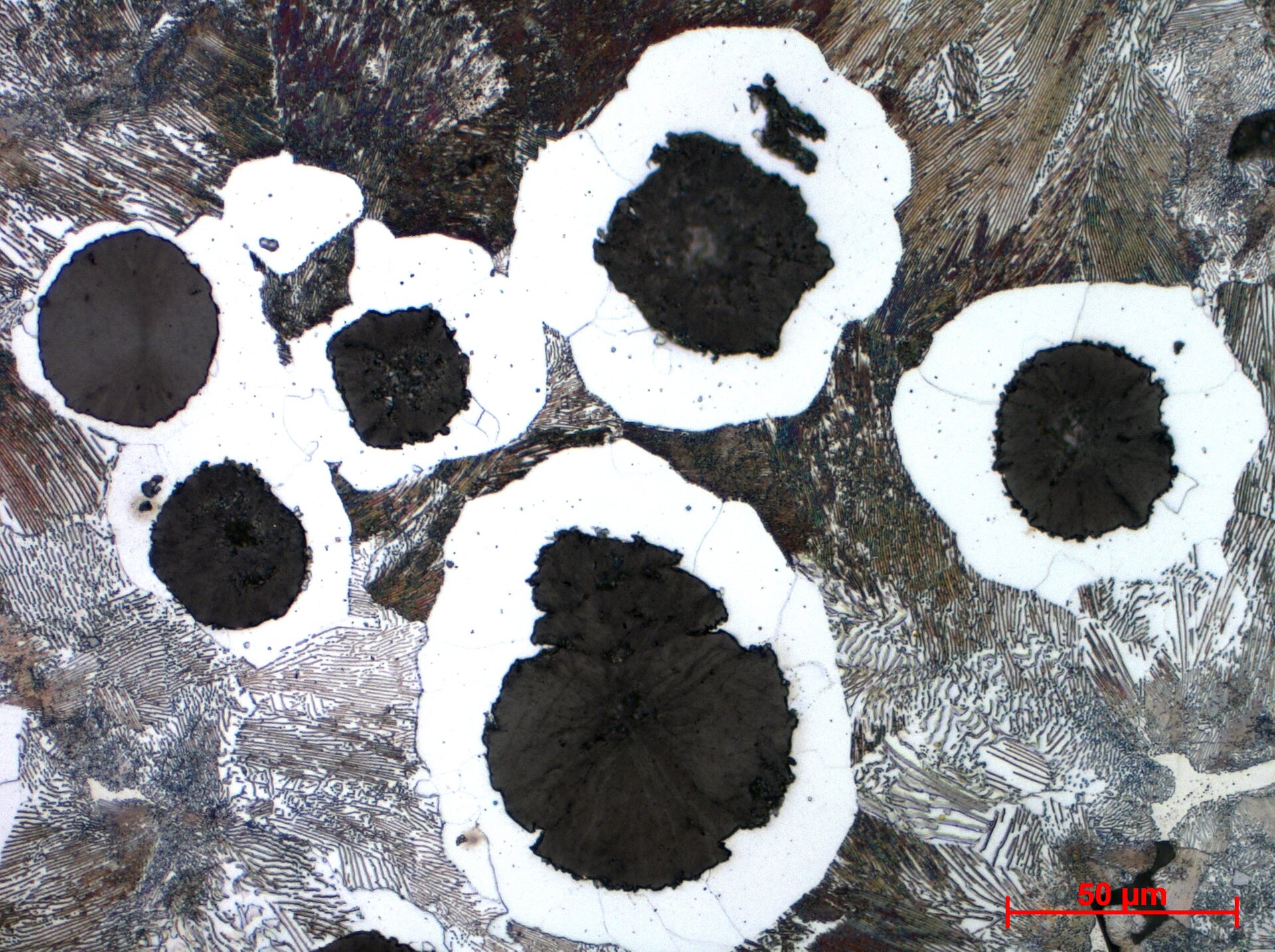 Ilustracja przedstawia mikrostrukturę żeliwa sferoidalnego. W prawym dolnym rogu, znajduje się skala w postaci czerwonej linii, z podpisem 50 mikrometrów. Struktura złożona jest ze zróżnicowanej kolorystyki w odcieniach szarości. Widoczne są ziarna o strukturze perlitycznej, czyli wąskich płytek lub linii, które w większości przebiegają równolegle do siebie. Dominujące w mikrostrukturze są czarne grafitowe obiekty, o sferoidalnym kształcie. otoczone są białym grubym obszarem, zubożonym w węgiel.
