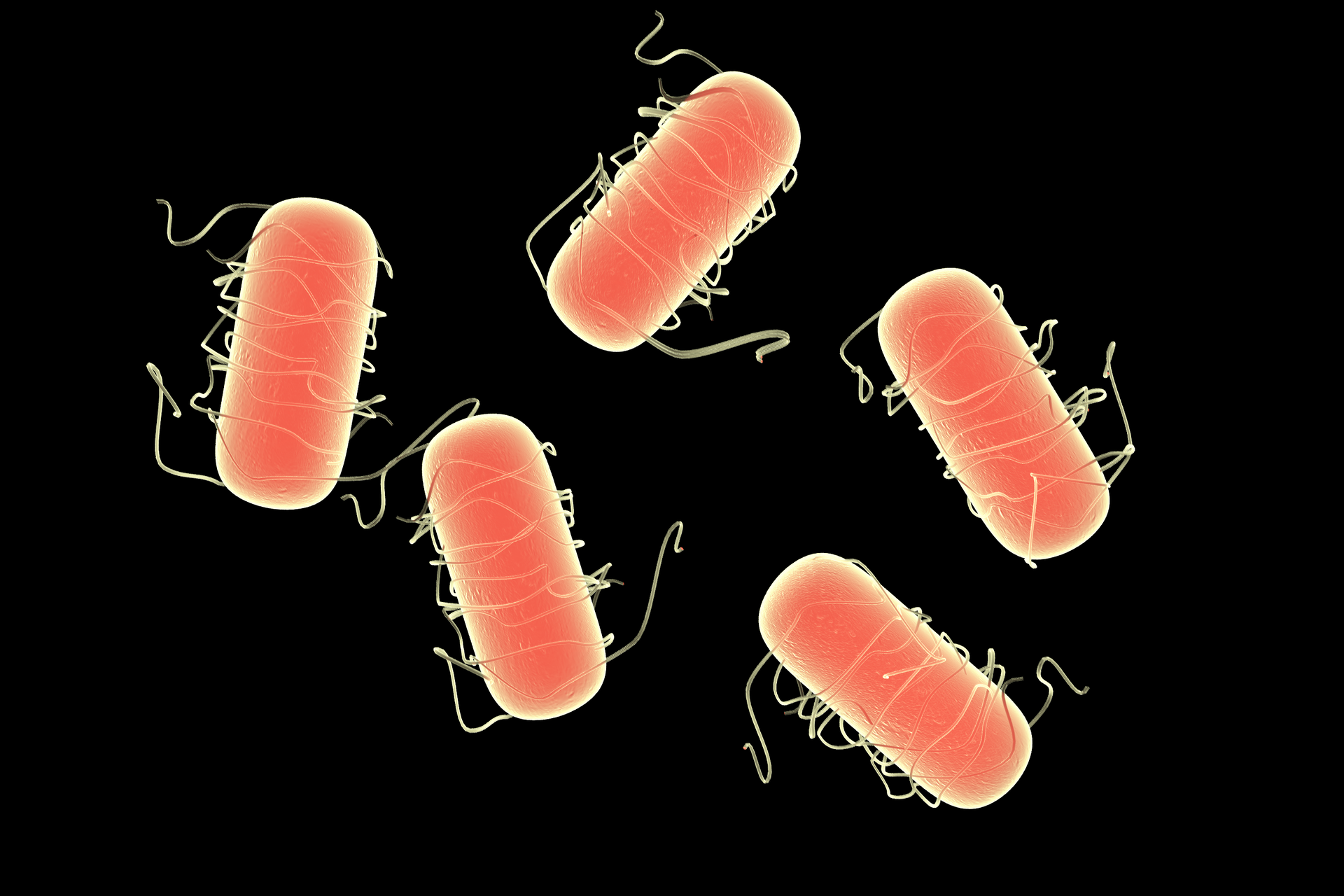 Na ilustracji pałeczki salmonelli z długimi rzęskami w powiększeniu.