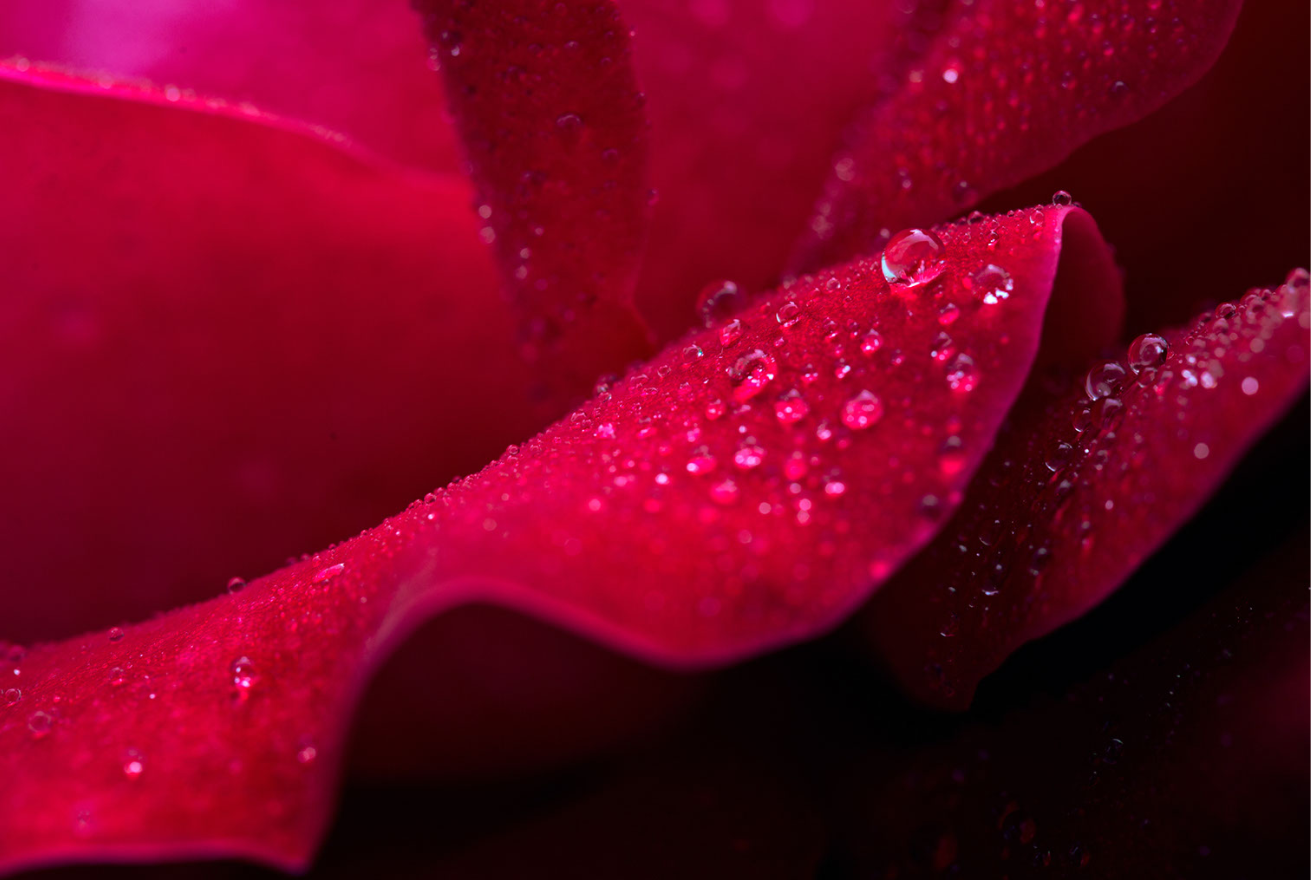 Zdjęcie przedstawia płatki róży w dużym zbliżeniu. Płatki pokryte są kroplami rosy.